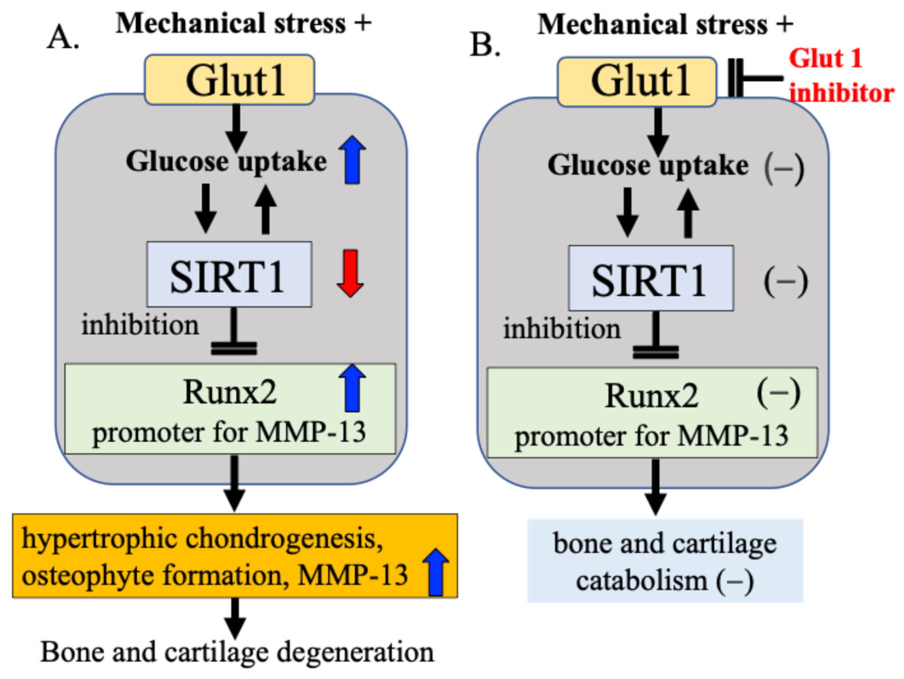 Ijms 27 01380 g007 Ijms 27 01380 g007