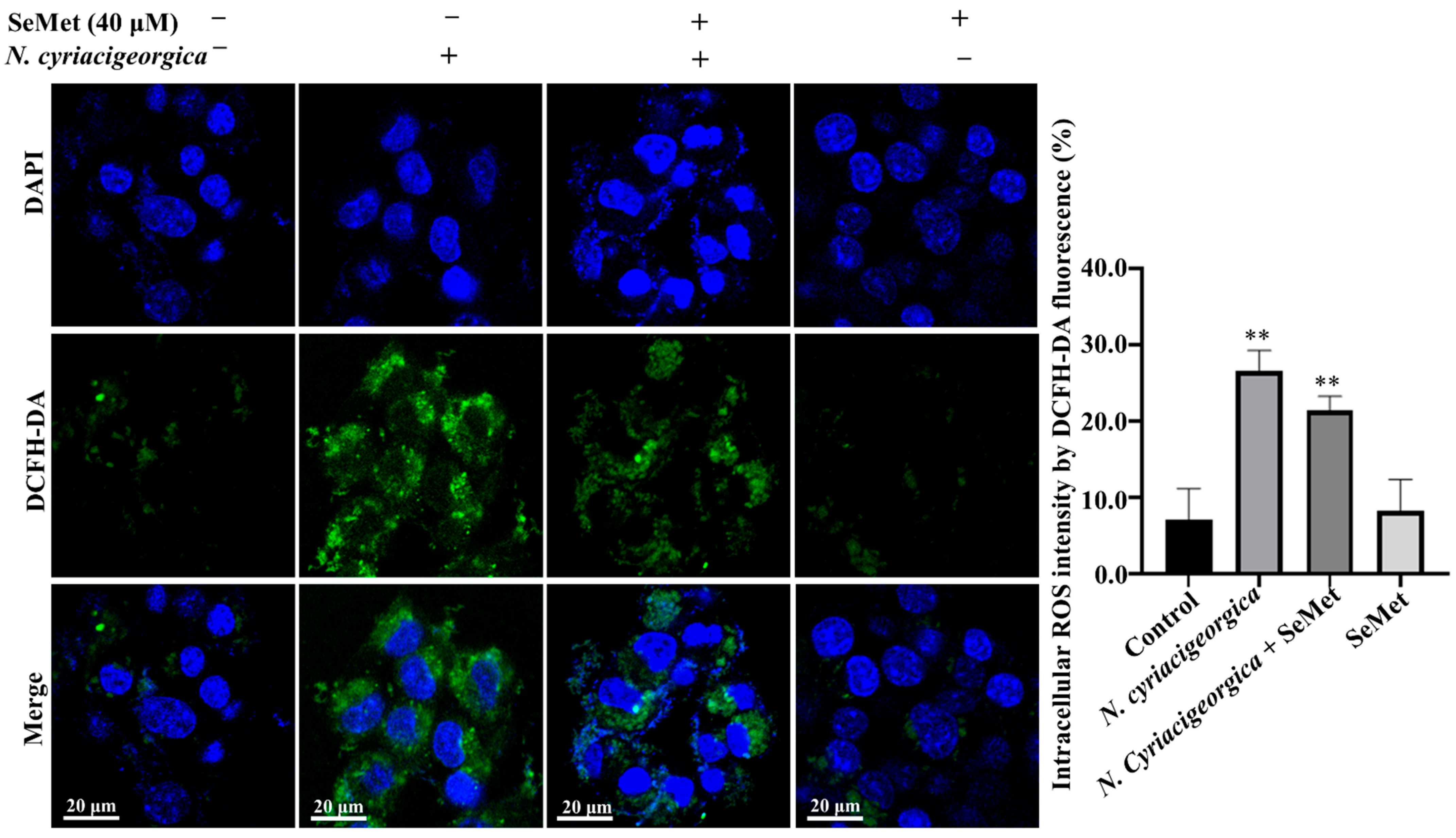 Ijms 27 01383 g006 Ijms 27 01383 g006