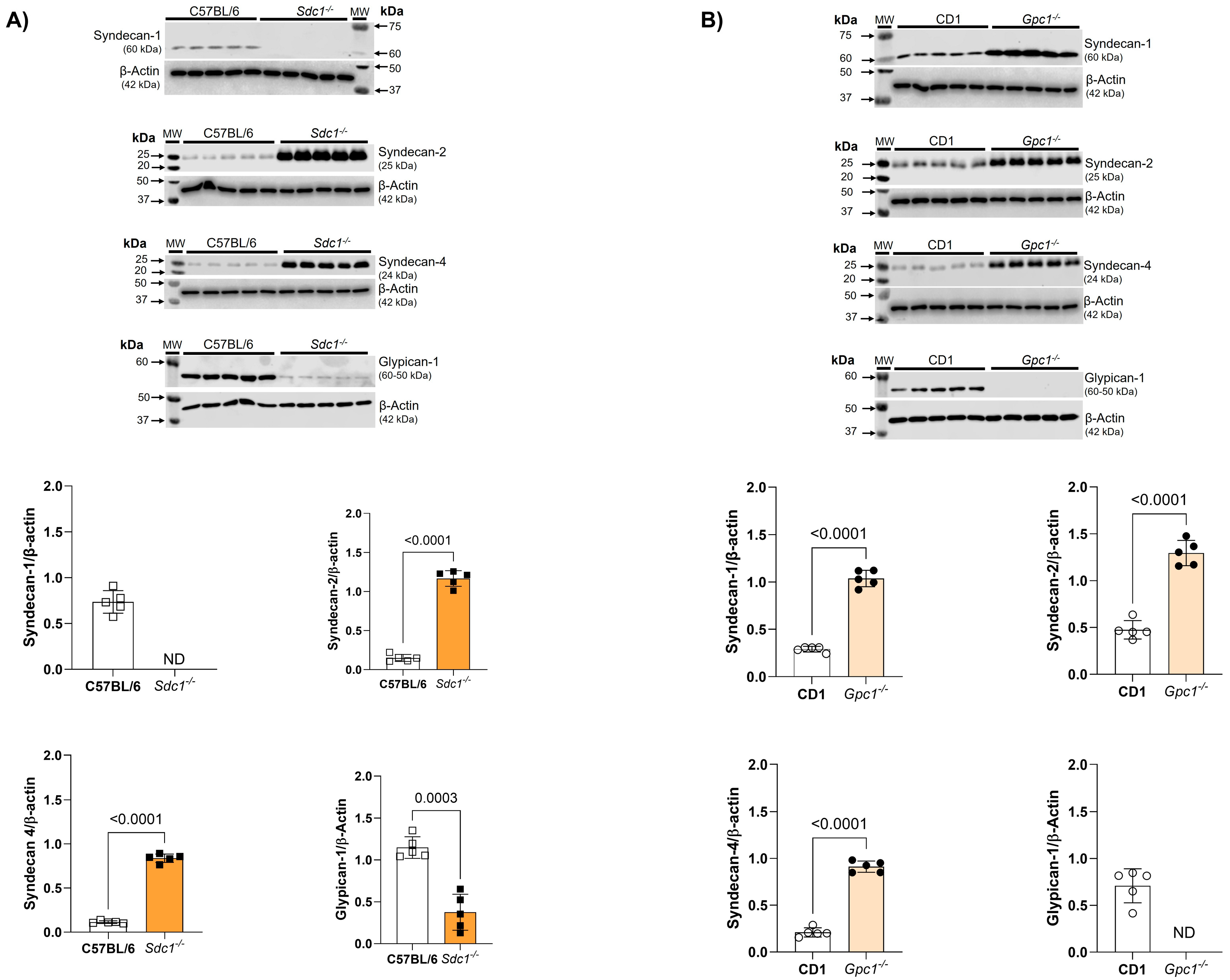 Ijms 27 01386 g003 Ijms 27 01386 g003