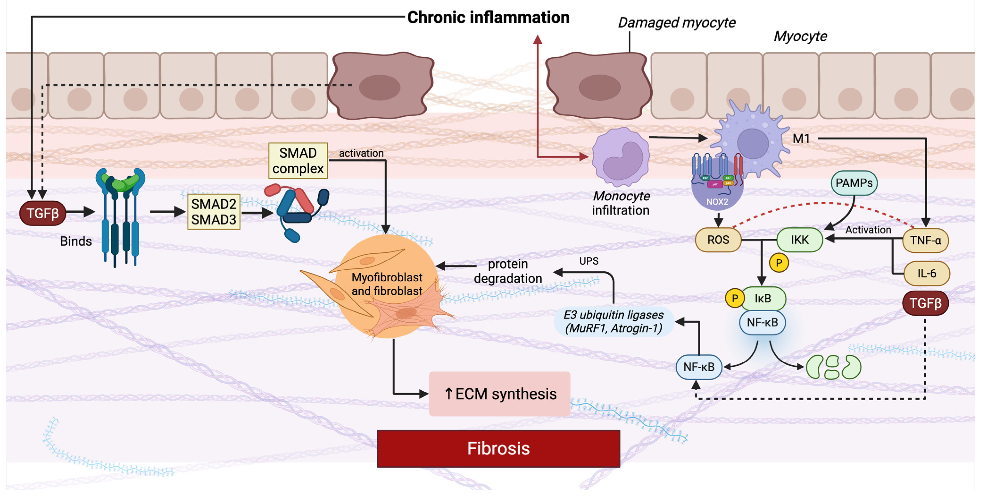 Ijms 27 01392 g001 Ijms 27 01392 g001