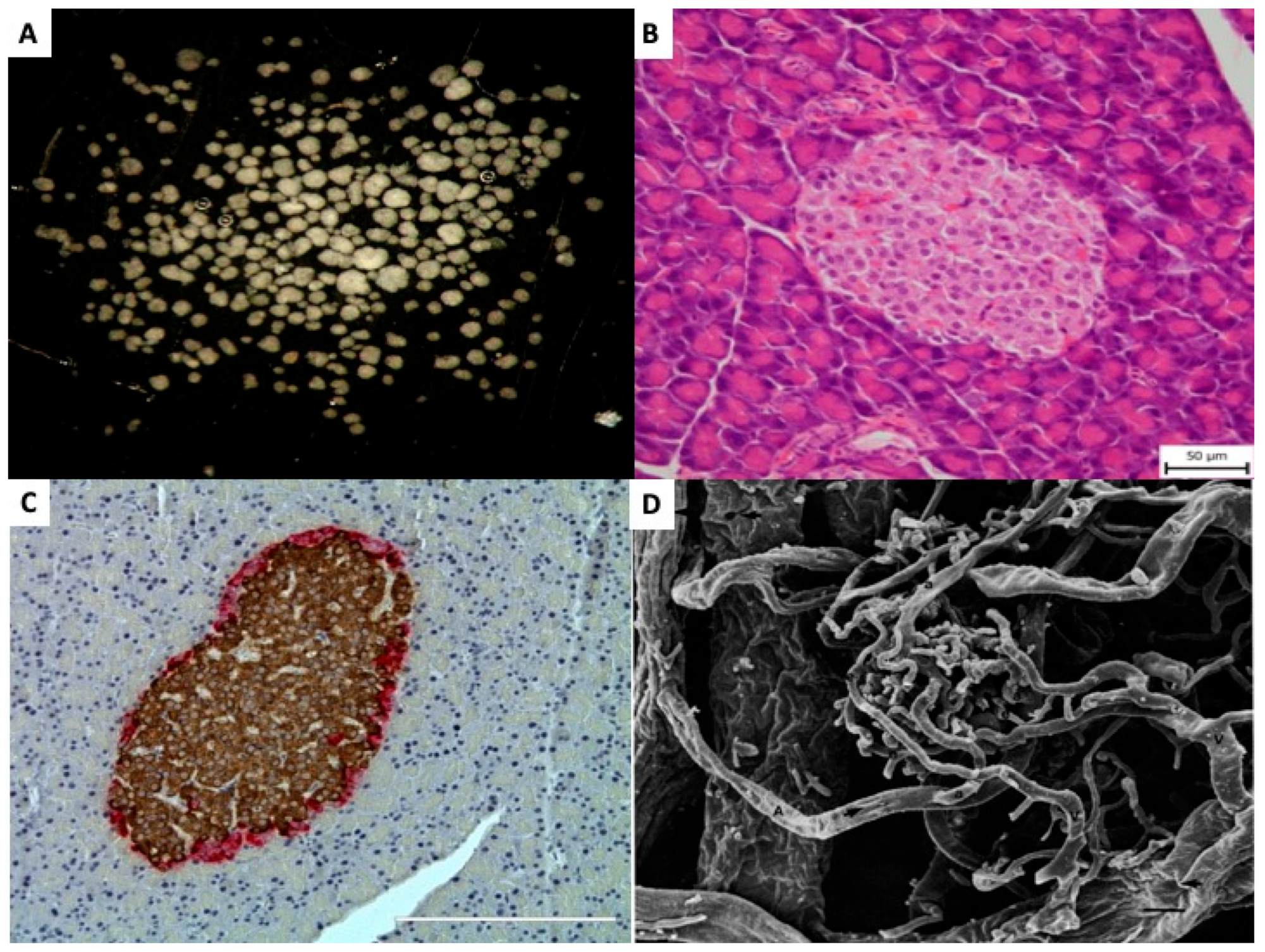 Ijms 27 01419 g001 Ijms 27 01419 g001