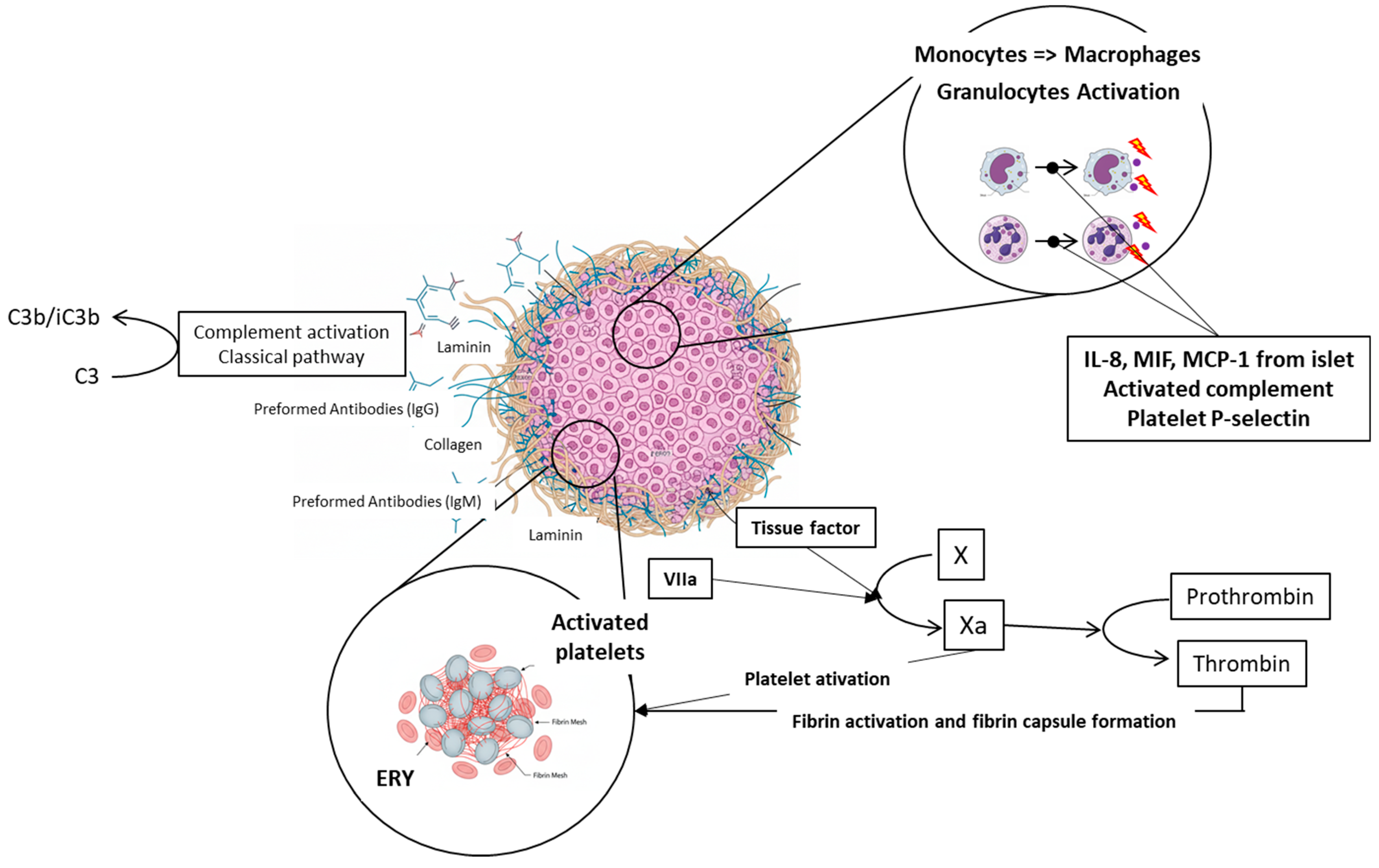 Ijms 27 01419 g004 Ijms 27 01419 g004