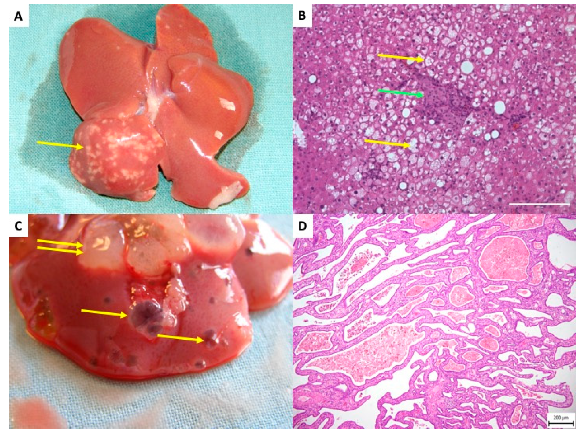 Ijms 27 01419 g006 Ijms 27 01419 g006
