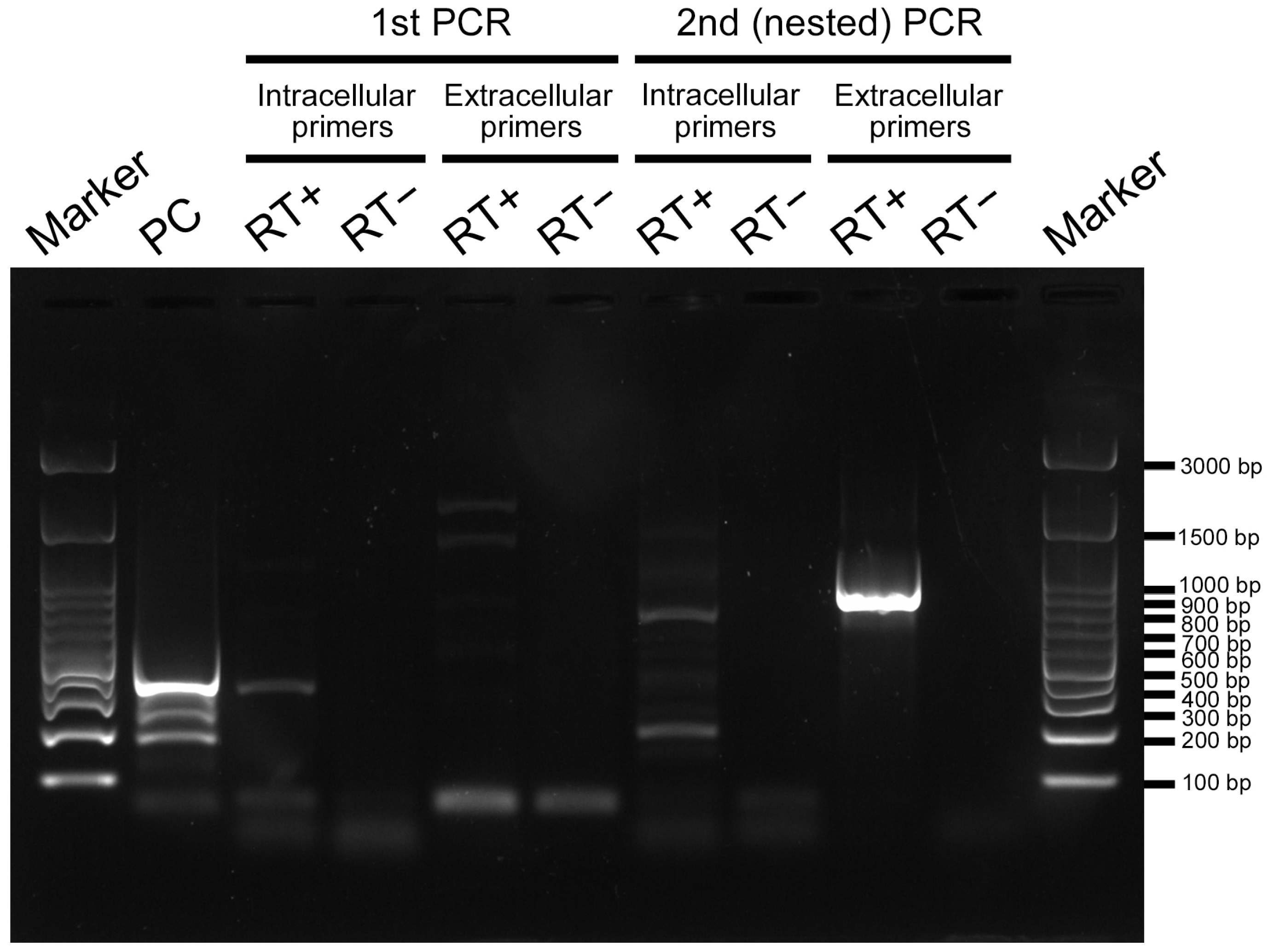 Ijms 27 01420 g007