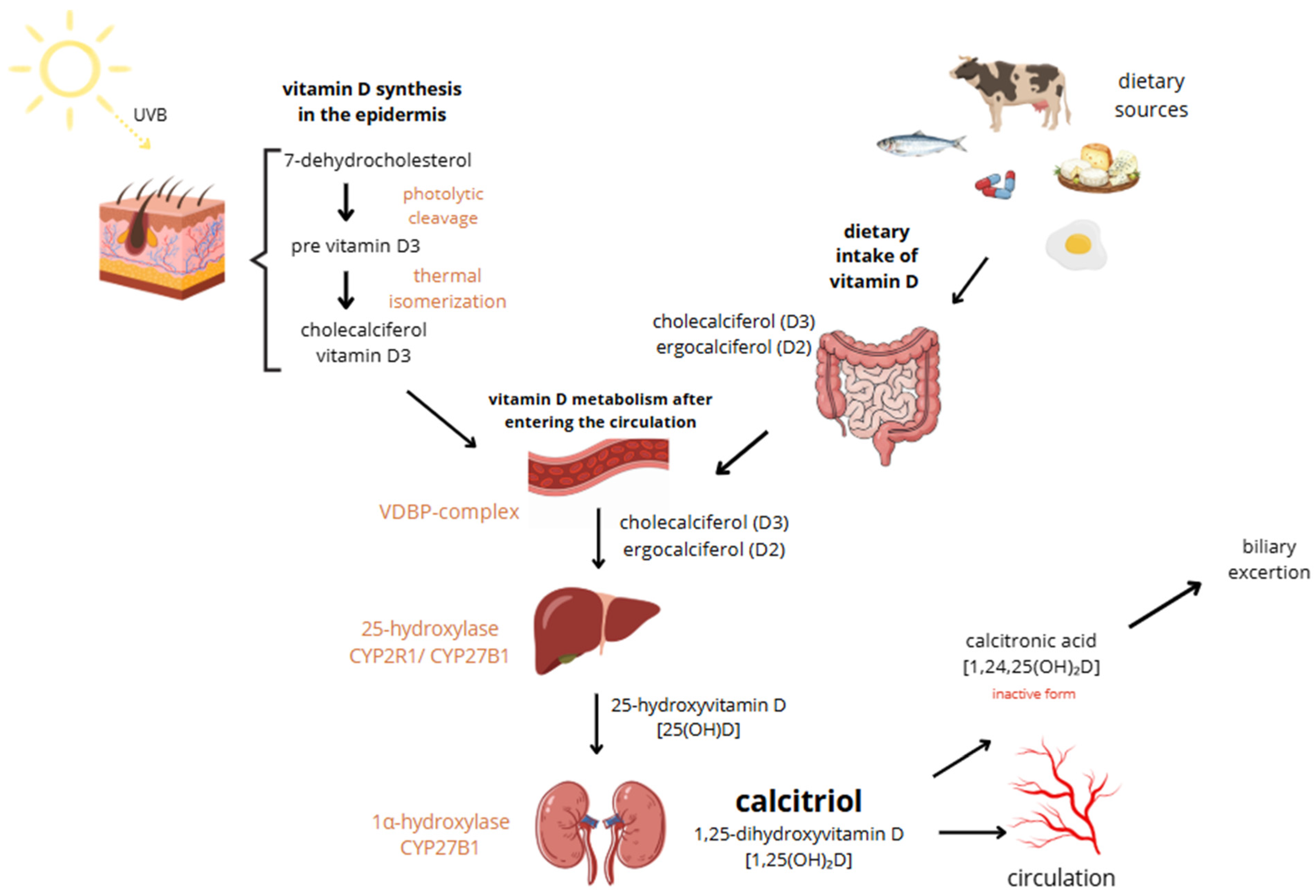 Ijms 27 01428 g001 Ijms 27 01428 g001