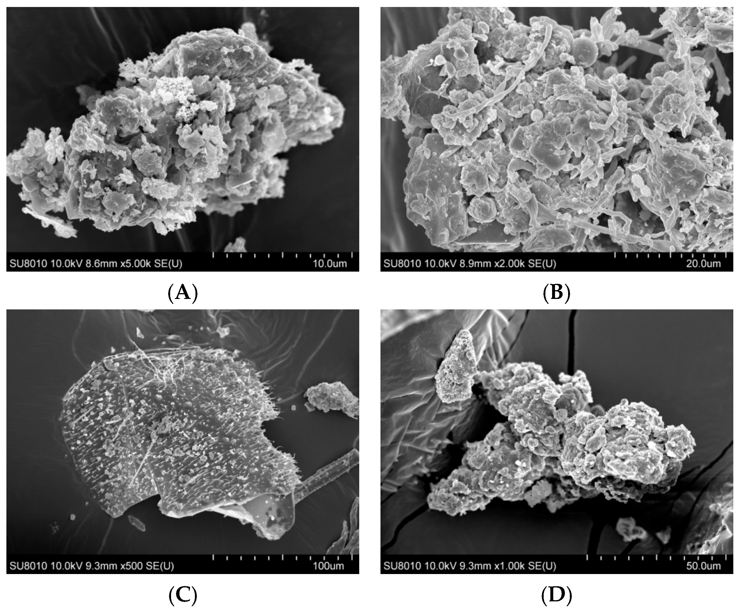 Ijms 27 01433 g001a Ijms 27 01433 g001a