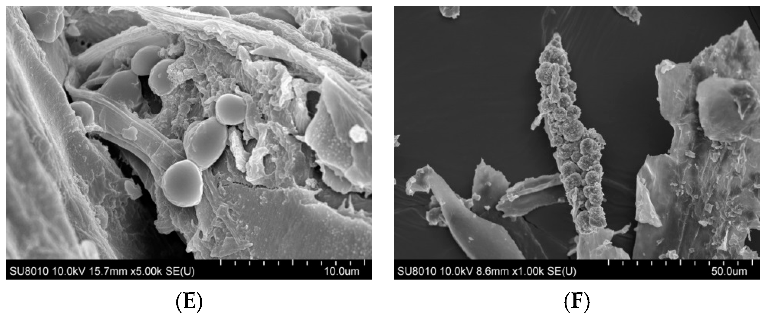 Ijms 27 01433 g001b Ijms 27 01433 g001b