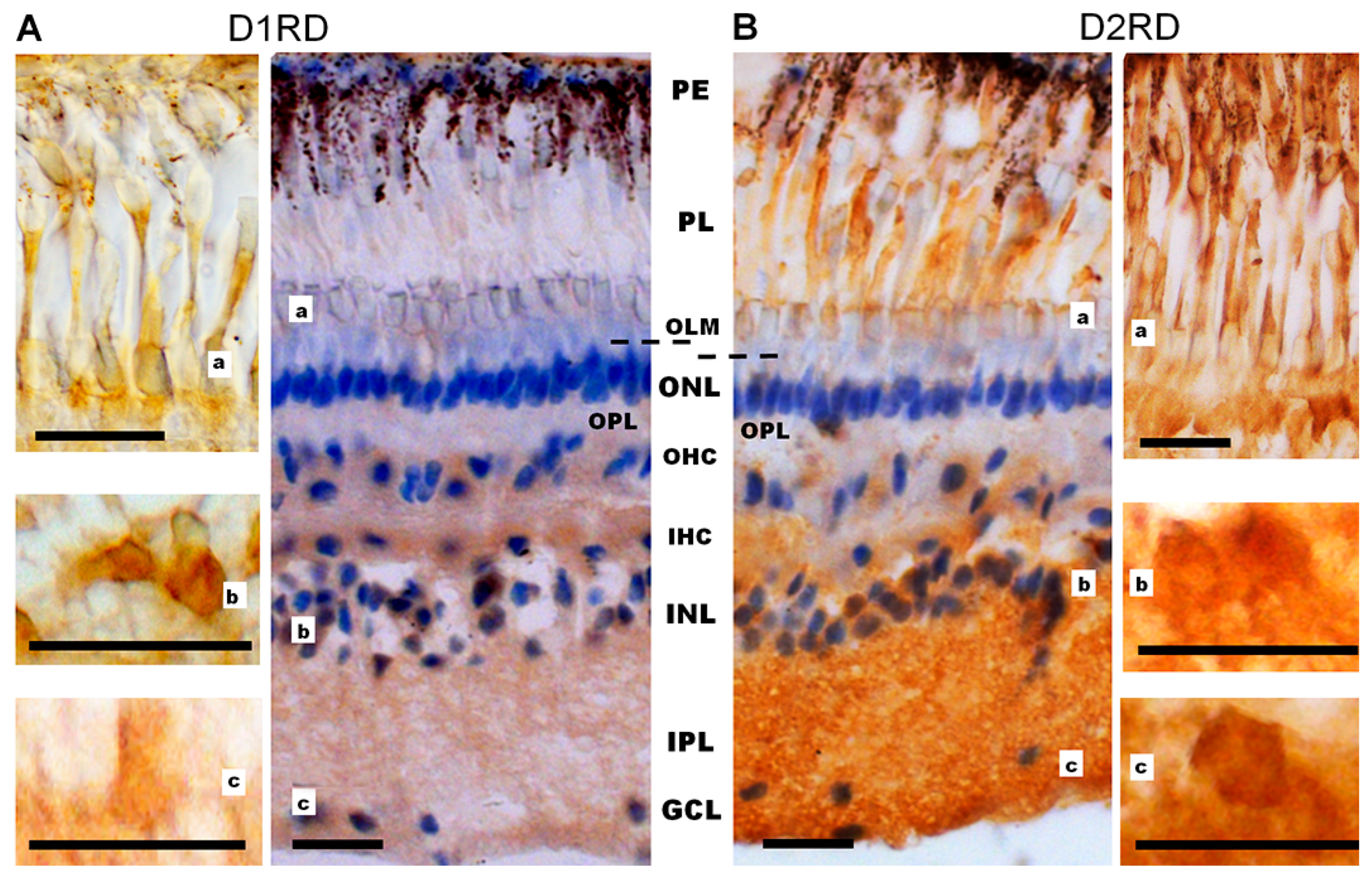 Ijms 27 01435 g010 Ijms 27 01435 g010