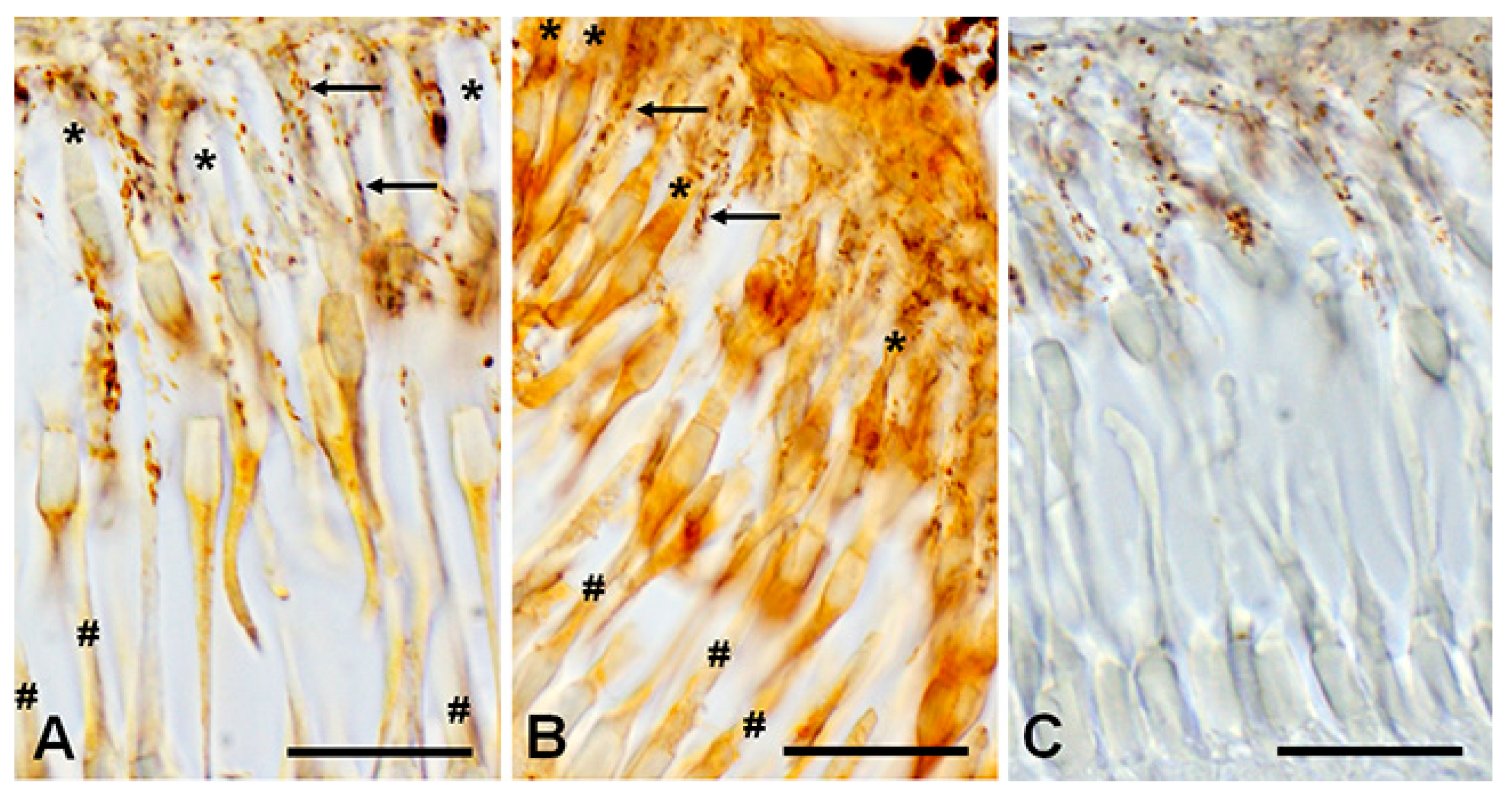 Ijms 27 01435 g011 Ijms 27 01435 g011