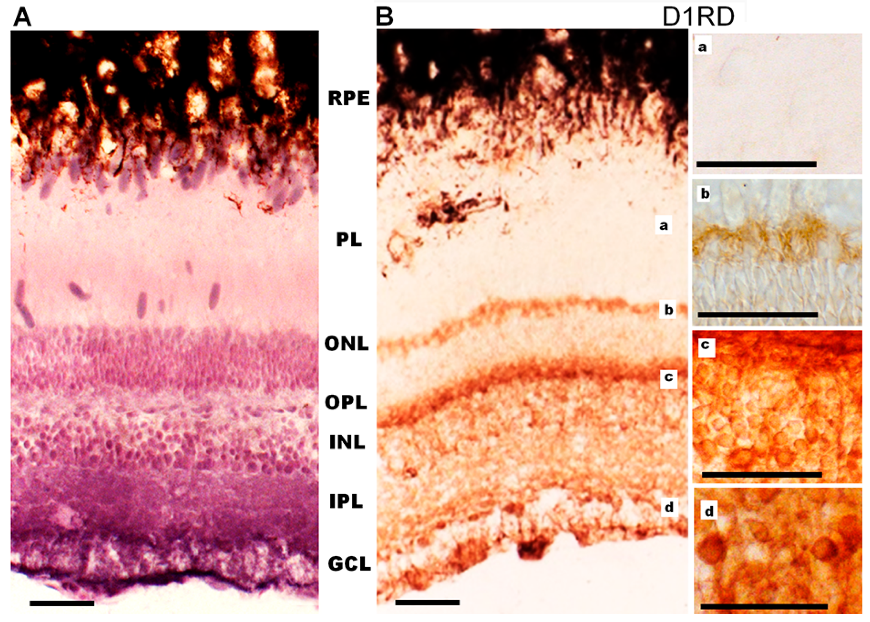 Ijms 27 01435 g012 Ijms 27 01435 g012