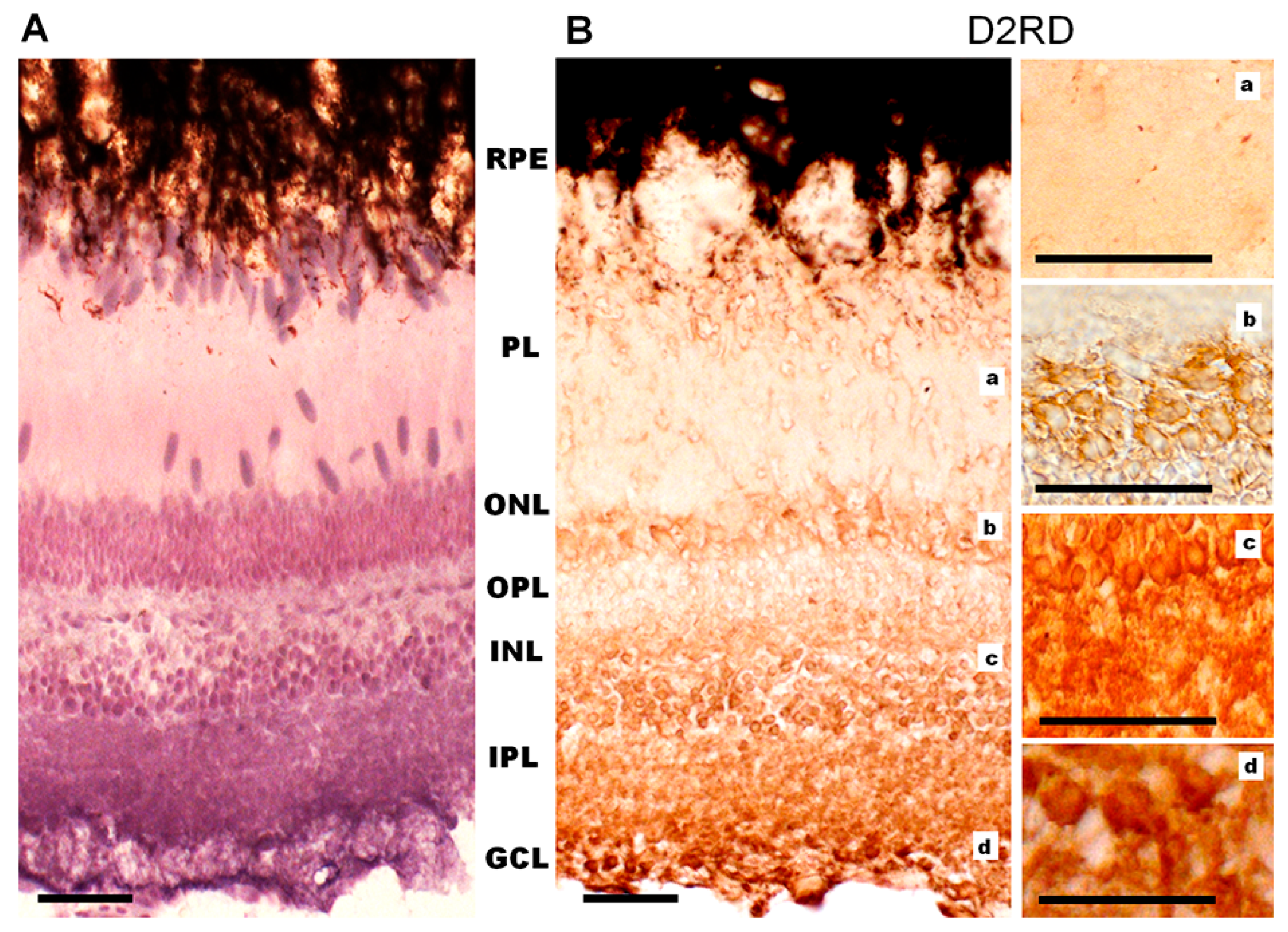 Ijms 27 01435 g013 Ijms 27 01435 g013
