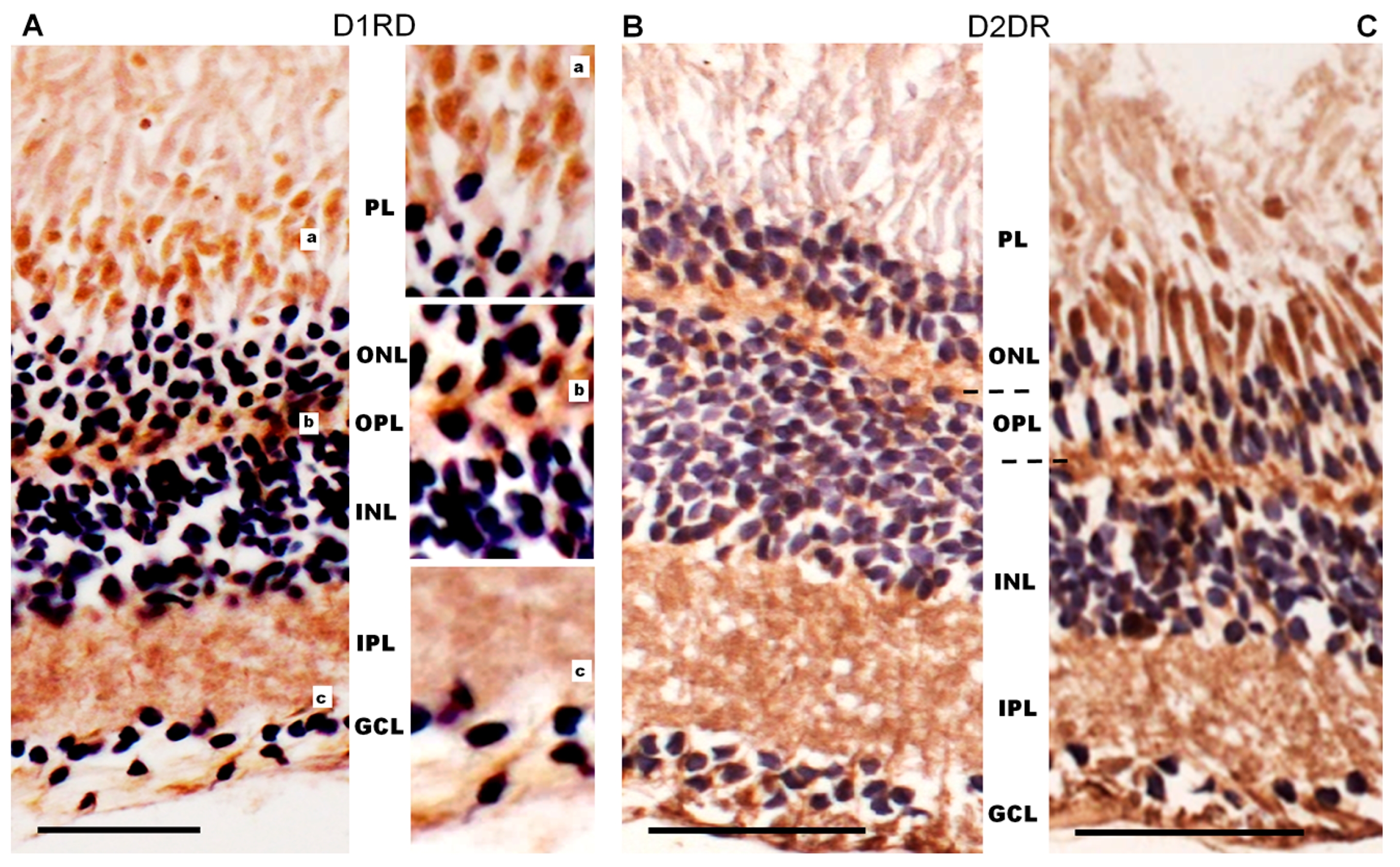 Ijms 27 01435 g014 Ijms 27 01435 g014