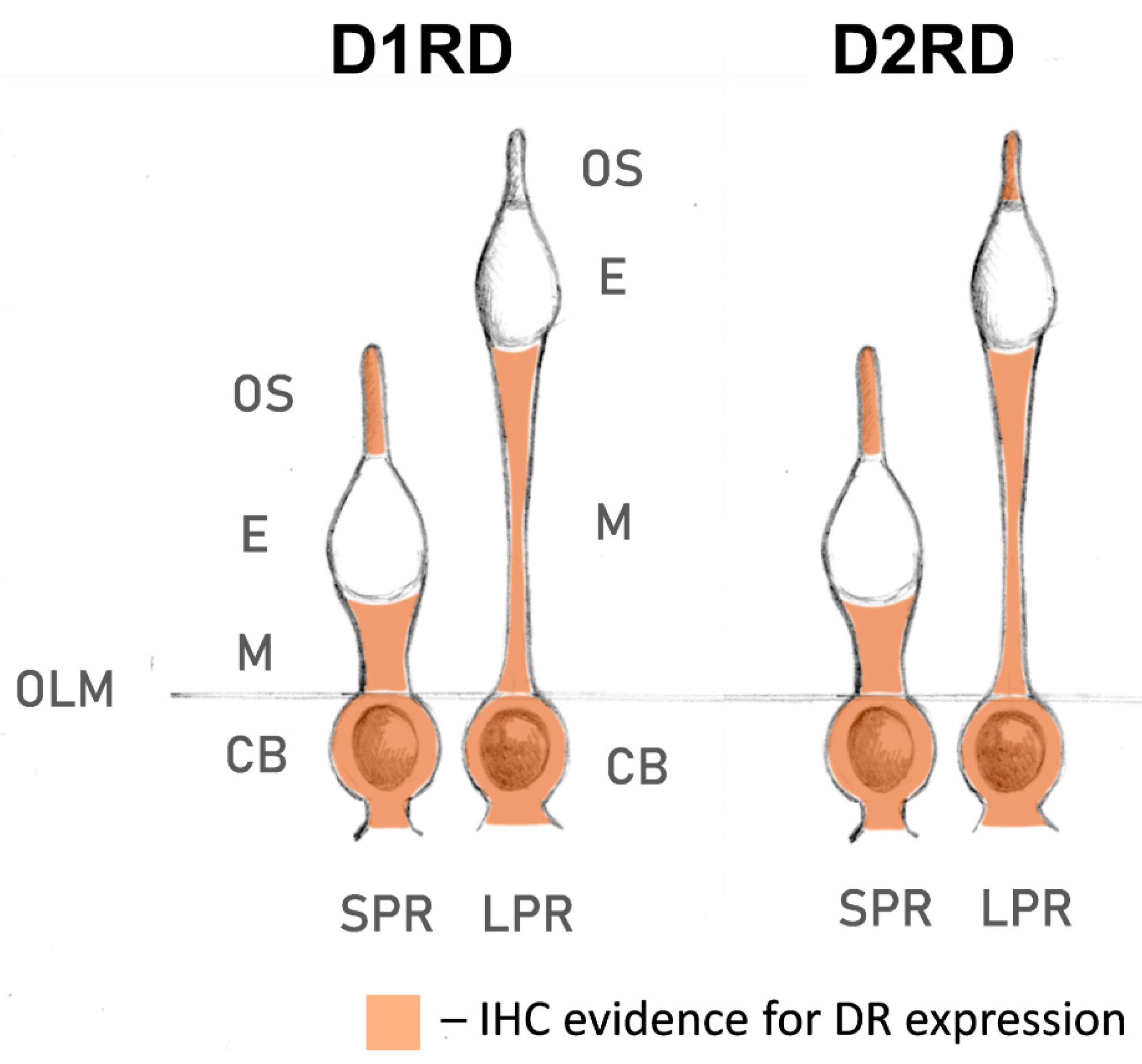 Ijms 27 01435 g015 Ijms 27 01435 g015