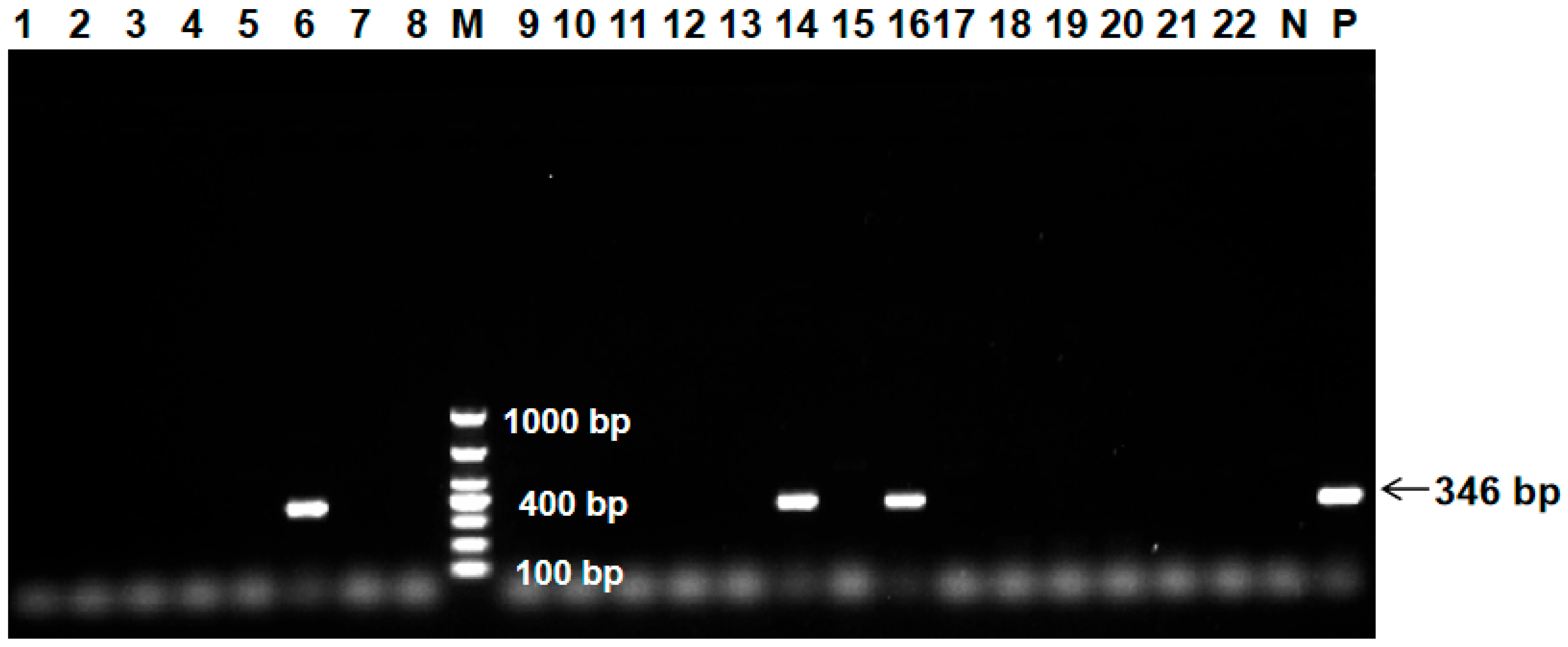 Ijms 27 01674 g001 Ijms 27 01674 g001