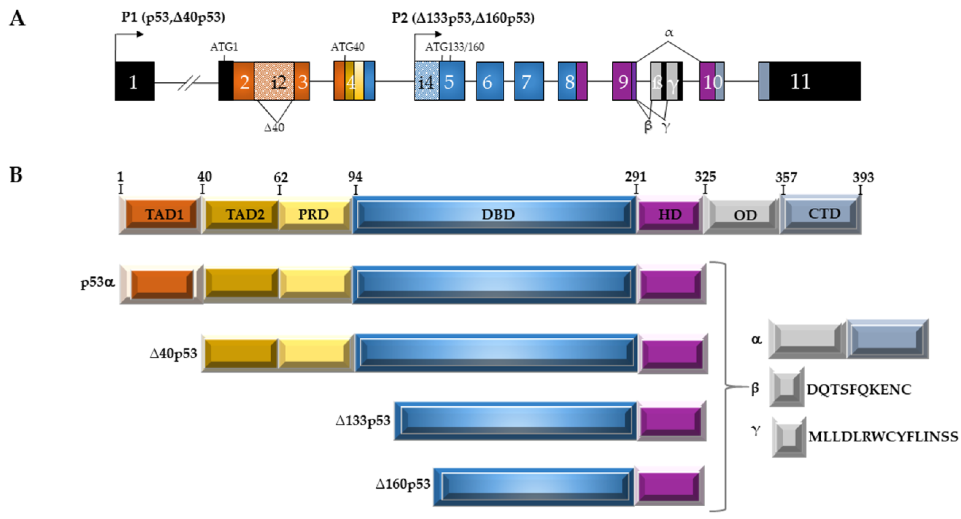Ijms 27 05153 g001 Ijms 27 05153 g001