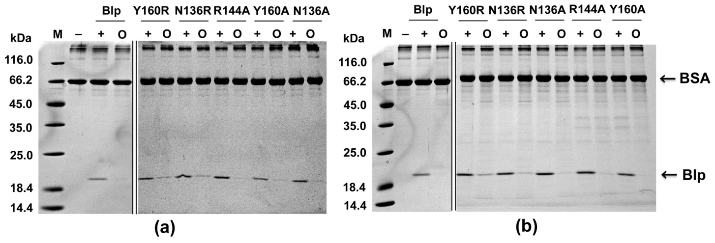 Ijms 27 05246 g006