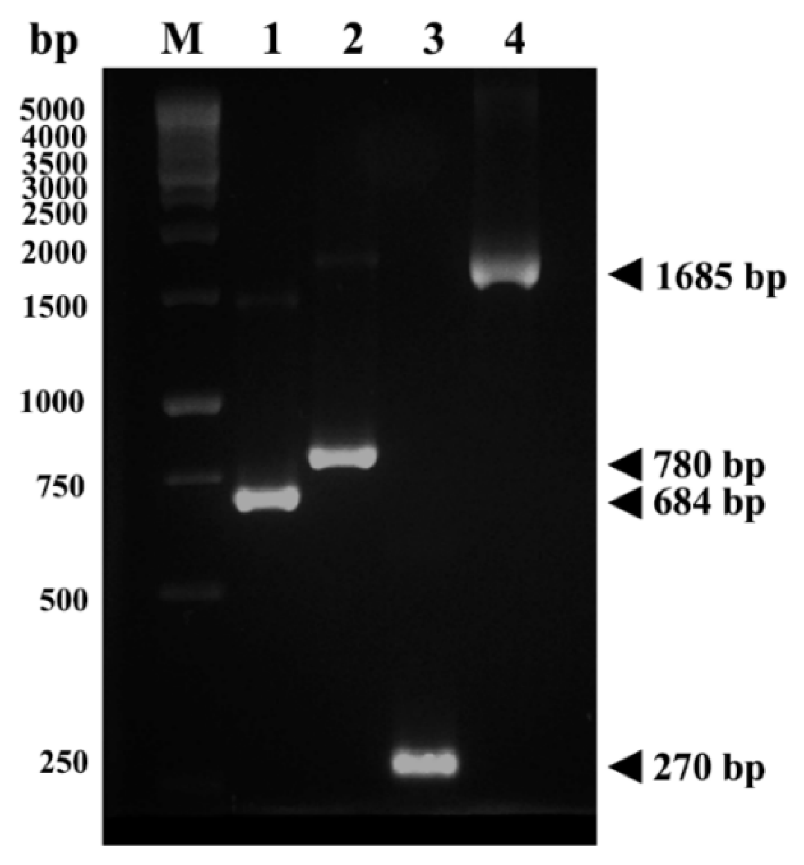 Ijms 27 05724 g002 Ijms 27 05724 g002