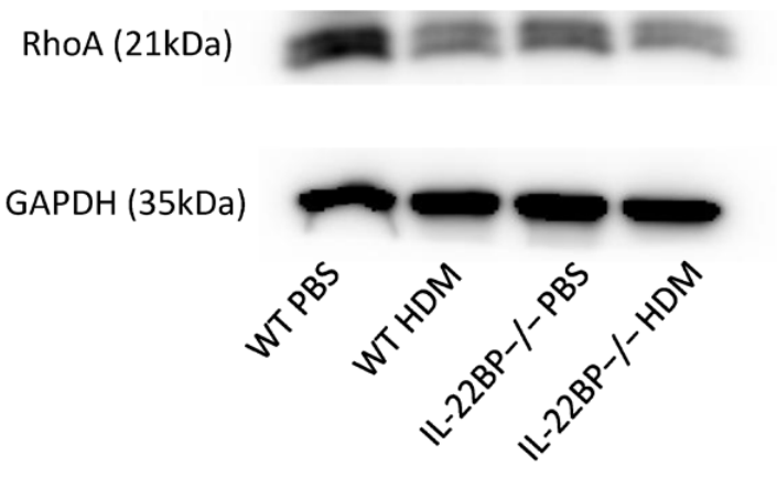 Ijms 27 05909 g007