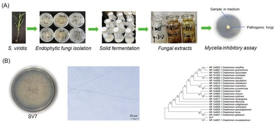 After Rice Experiment Green Foxtail-Derived Endophytic Fungus Chaetomium novozelandicum SV7 ...