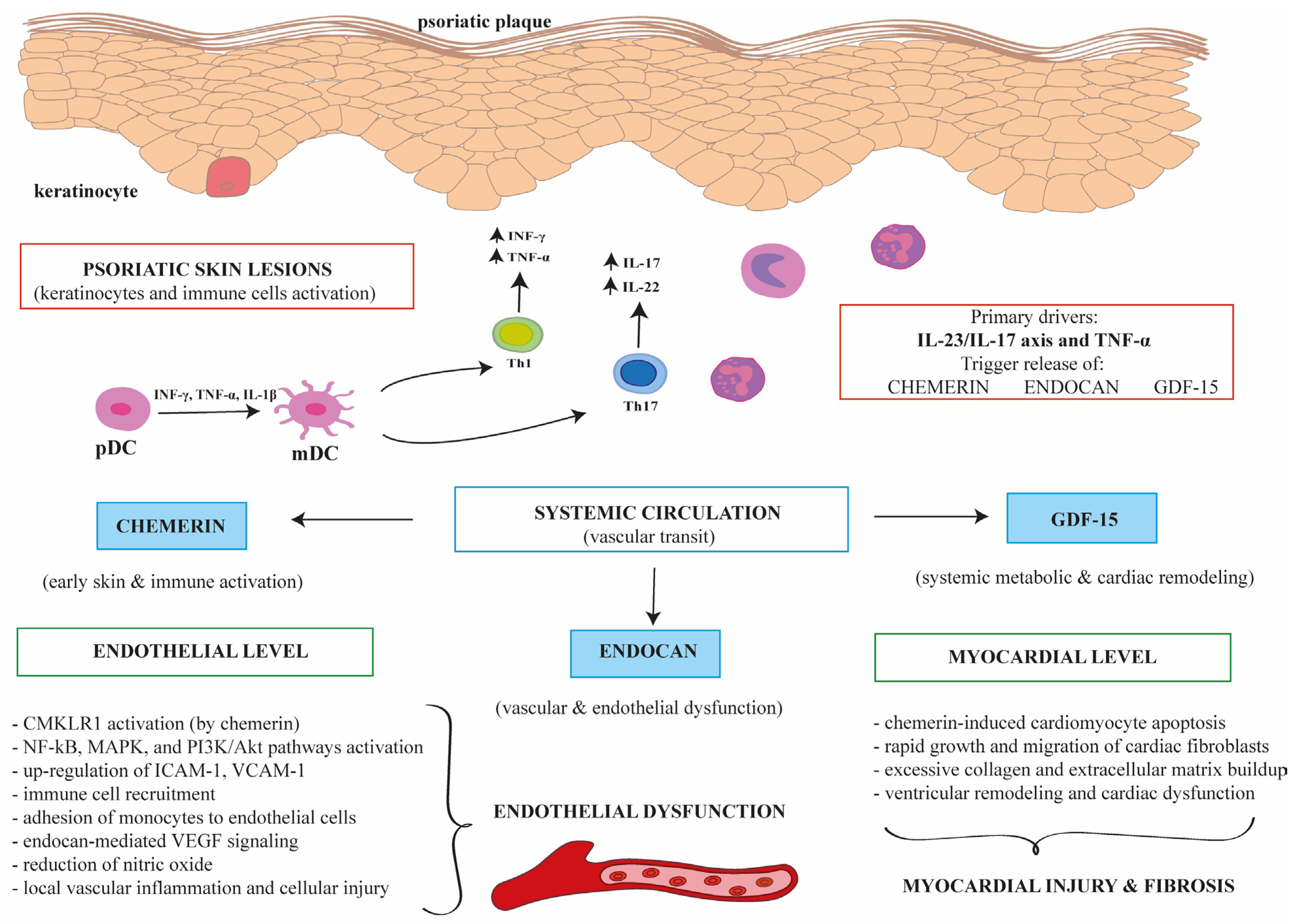 Pathogenesis Cascade Molecular Biomarkers Linking Psoriasis and Cardiovascular Disease ...