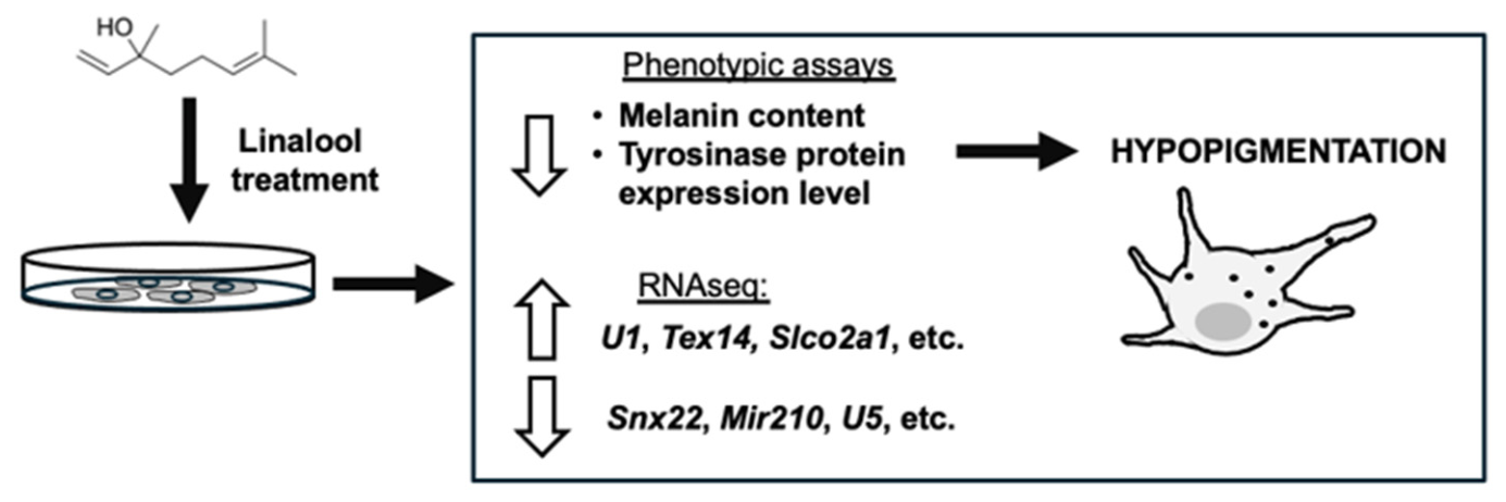 Lonalool Transcriptome Analysis of Linalool-Induced Hypopigmentation in B16 ...