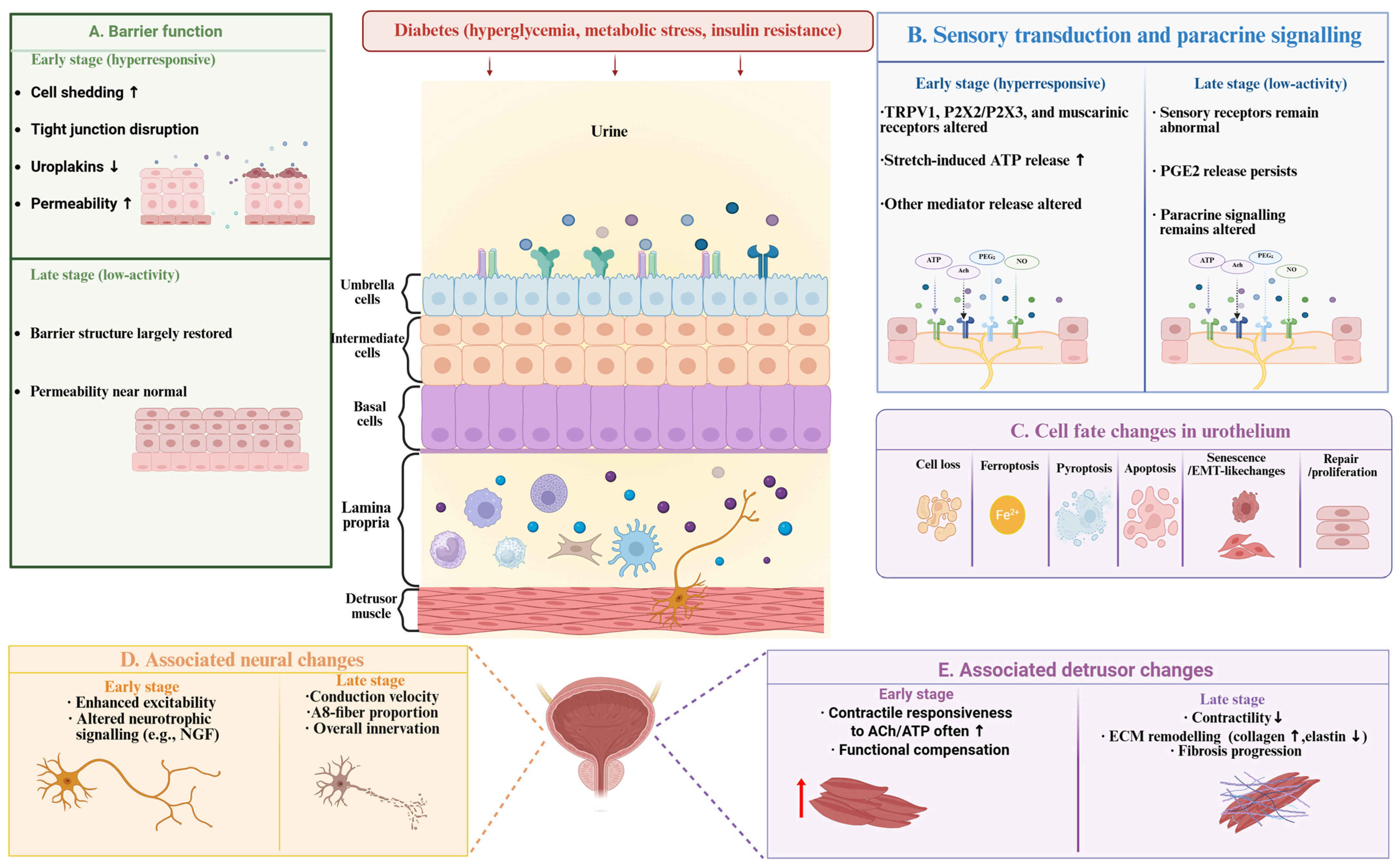 Dynamic Urothelial Remodeling in Diabetic Bladder Dysfunction: Disease ...