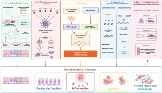 Dynamic Urothelial Remodeling in Diabetic Bladder Dysfunction: Disease ...