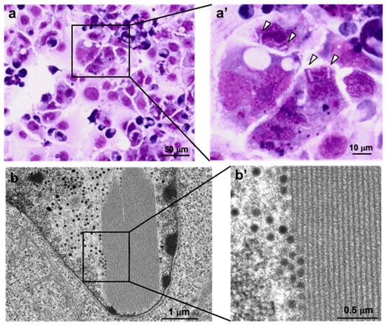 Spatiotemporal Analysis of Intranuclear Inclusion Body and Virus ...