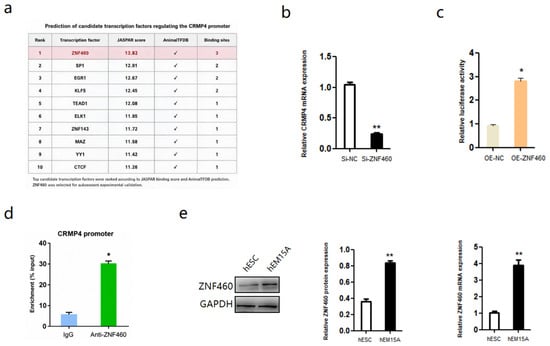 CRMP4-Mediated Regulation of Cav1.3 Protein Stability and Apoptosis ...