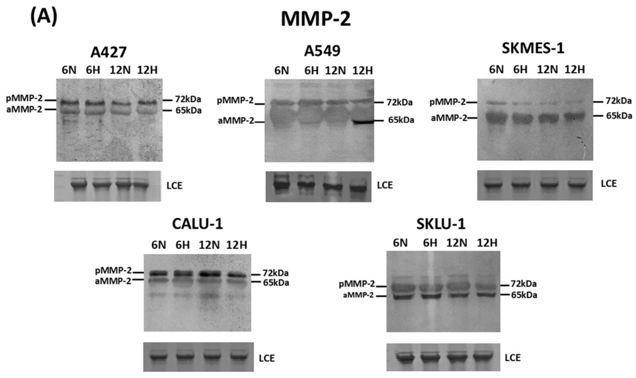 Ijms 27 09314 g001a