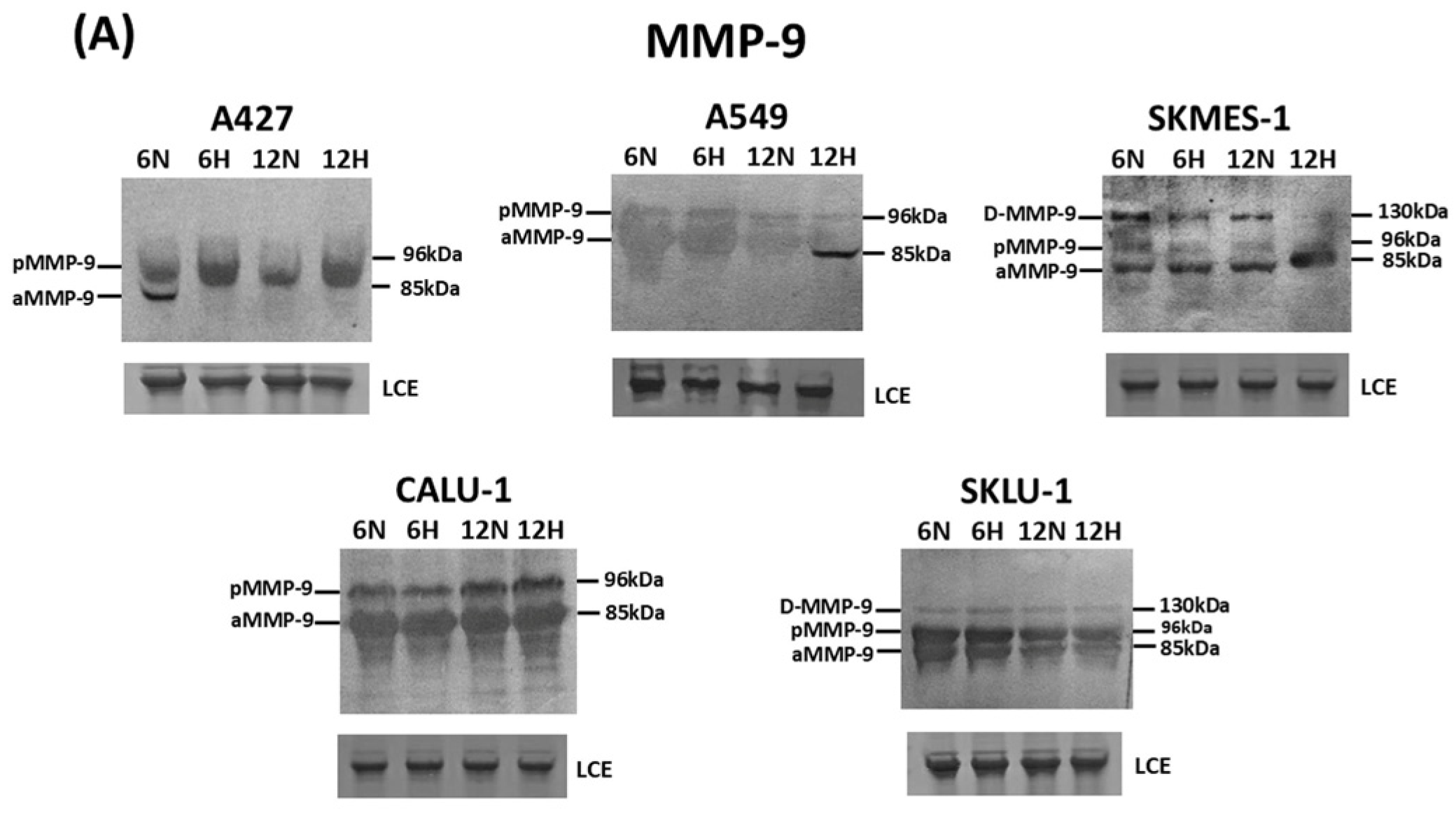 Ijms 27 09314 g002a