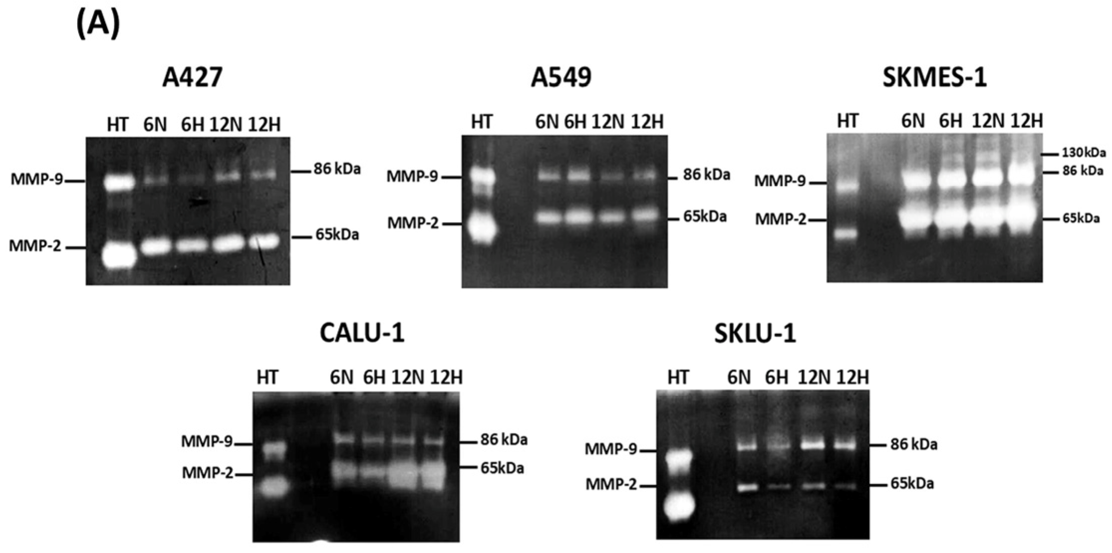 Ijms 27 09314 g003a