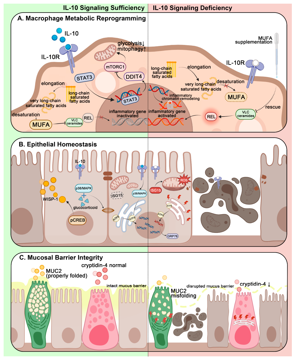 Inflammatory Cells Examples IL-10 Beyond Immunosuppression: Unraveling Spatial, Cellular, and ...