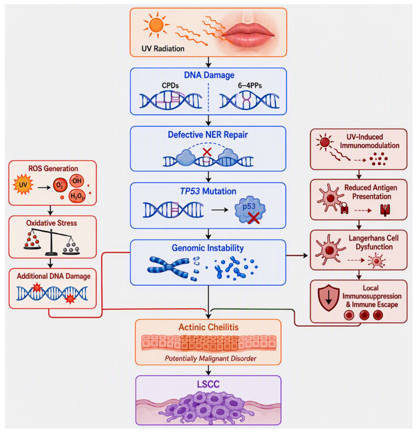 Genetic Instability Lip Squamous Cell Carcinoma: A Conceptual Framework for Integrating ...