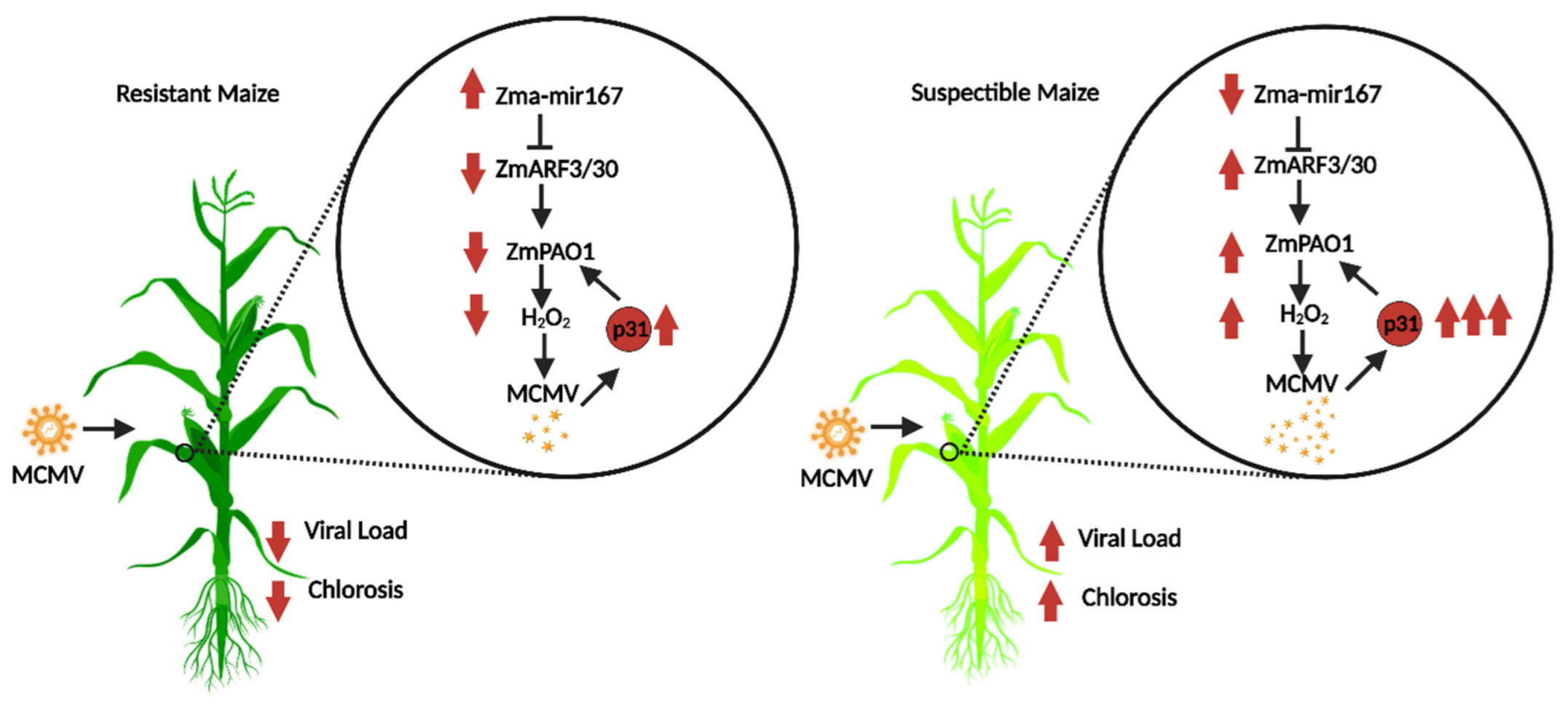Ijpb 13 00047 g001 Ijpb 13 00047 g001