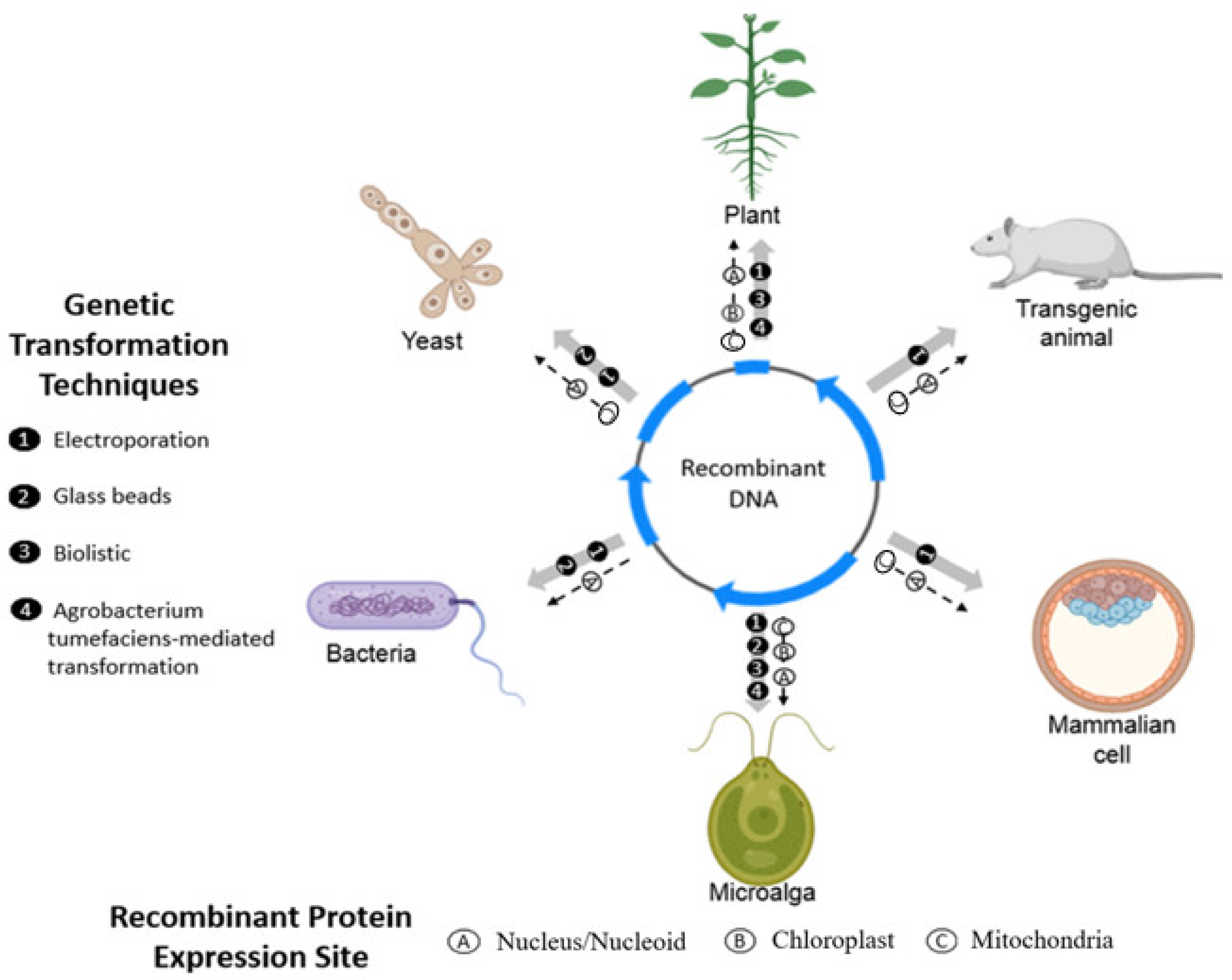 Ijpb 14 00004 g001 Ijpb 14 00004 g001