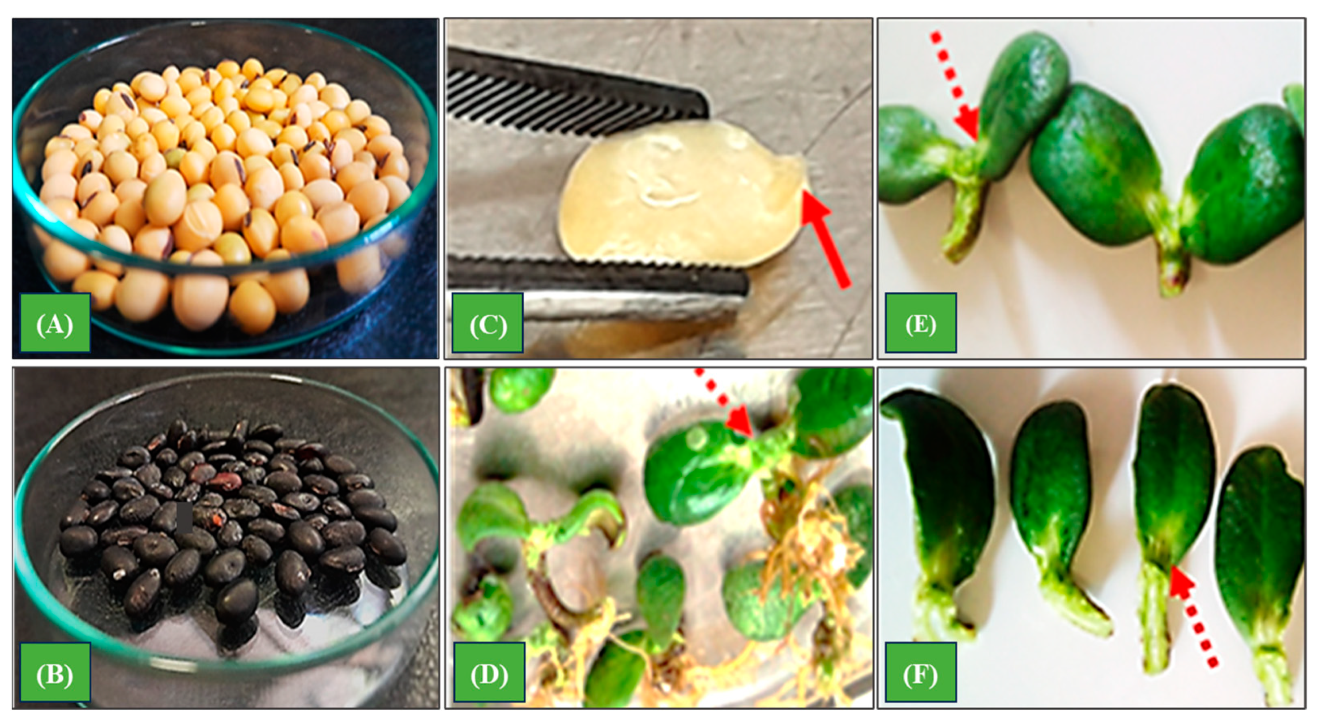 Ijpb 15 00022 g001 Ijpb 15 00022 g001