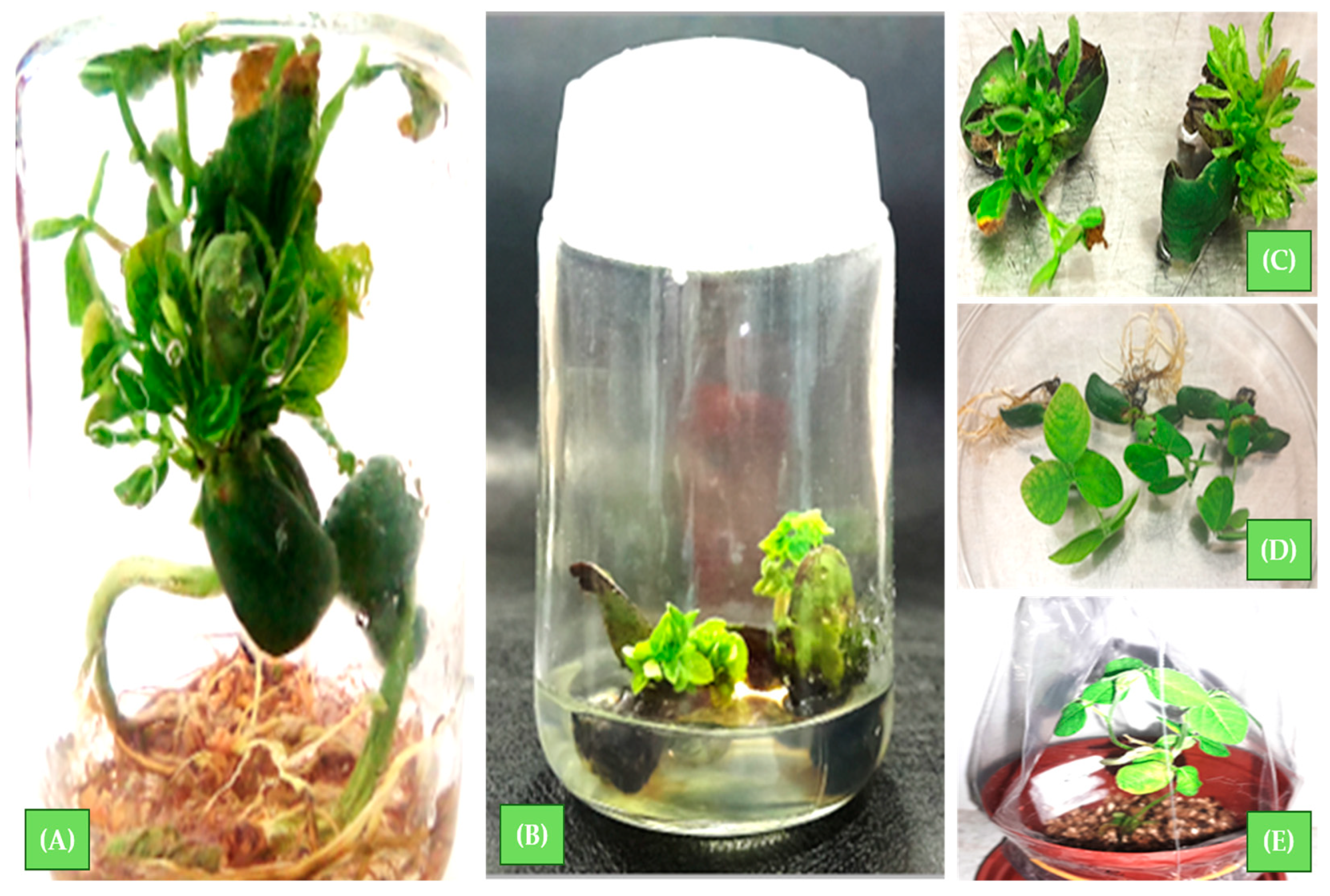 Ijpb 15 00022 g005 Ijpb 15 00022 g005