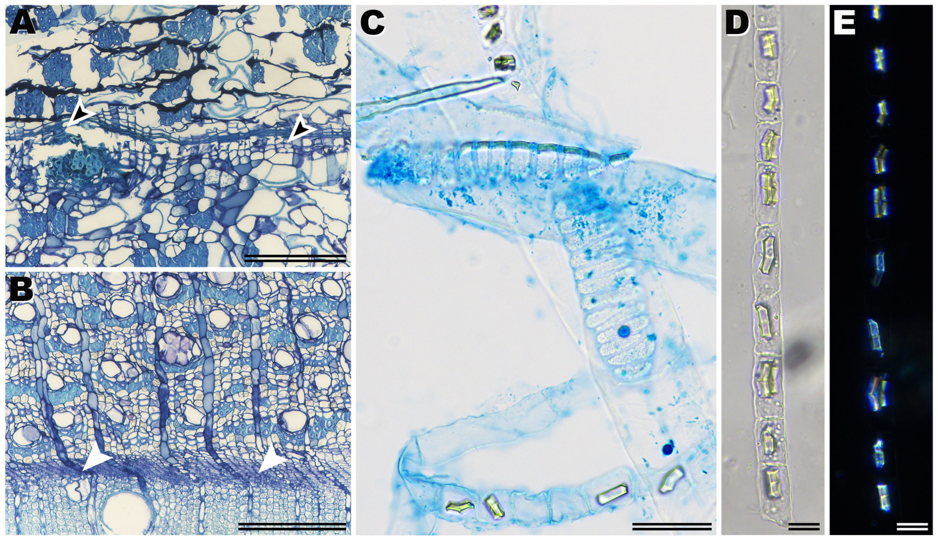 Ijpb 16 00124 g002 Ijpb 16 00124 g002