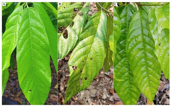 Native accession from T. cacao. (A) CAC 10: Asymptomatic leaf; (B) CAC 5: Leaf displaying symptoms of mosaic, (C) CAC1: Leaf showing yellow mottling.
