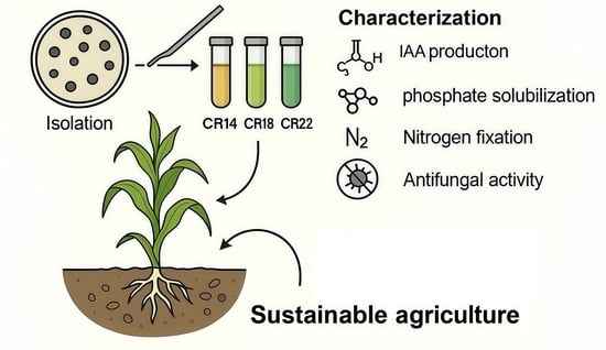 Indole-3-acetic acid production by 23 isolates. Notes: green-coloured bars indicate the strains with the highest activity; blue-coloured bars present strains with the lower activity. “a”—the highest value, significantly higher than the others (p < 0.001), “b”, “c”, “d”—intermediate levels of difference (p < 0.01 or p < 0.05), “e”—no significant difference (p > 0.05).