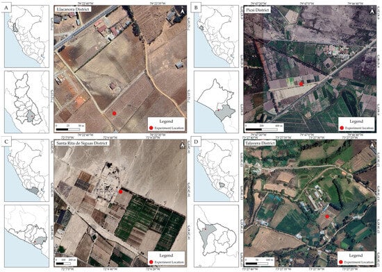 Experimental trials were conducted in four locations across different agro-ecological regions of Peru. The gray-shaded area in each inset map represents the department where the experiment was carried out, and the red dots indicates the specific location within the province. (A) Sulluscocha (Cajamarca), (B) Vista Florida (Lambayeque), (C) Santa Rita de Siguas (Arequipa), and (D) Chumbibamba (Apurímac).