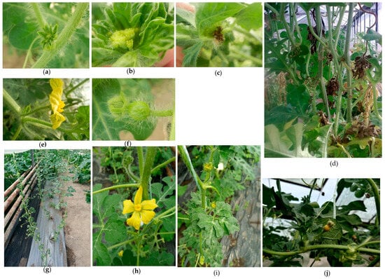 Mutant plants obtained from cv. Asar (a–f) and cv. Concurrent (g–j): (a) mutated flower in early stage; (b) structural change in the flower five days after previous picture; (c) dead flower seven days after previous picture; (d) the plant with dead flowers at the end of the growing period; (e) fertile male flower observed on normal plants; (f) fertile female flower on normal plants; (g) cv. concurrent mutant plants 40 days after planting; (h) fertile plant with normal leaves and fertile male flower; (i) mutated male flowers, sepals cover the stamens; (j) mutated female flower, the ovary turns yellow and dies after a few days.