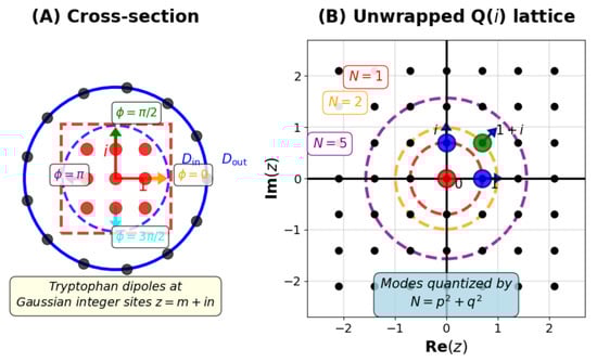 Arithmetic geometry of microtubular resonance. (A) Cross-sectional view of a microtubule showing the rectangular Q(i) lattice (red dashed square) overlaid on the cylindrical structure. Tryptophan dipoles (colored arrows) are positioned at Gaussian integer sites 
  
    z
    =
    m
    +
    i
    n
  
 with quantized phases 
  
    ϕ
    ∈
    {
    0
    ,
    π
    /
    2
    ,
    π
    ,
    3
    π
    /
    2
    }
  
 corresponding to the unit group of 
  
    Z
    [
    i
    ]
  
. (B) Unwrapped view of the Q(i) lattice in the complex plane. Black dots represent accessible lattice sites. Resonance circles (dashed) correspond to Gaussian norms 
  
    N
    =
    
      p
      2
    
    +
    
      q
      2
    
  
 for 
  
    N
    =
    1
  
 (red), 
  
    N
    =
    2
  
 (orange), and 
  
    N
    =
    5
  
 (purple). Blue arrows indicate dipole orientations at selected sites. The rectangular symmetry enforces degeneracy of orthogonal modes, enabling parametric resonance. For clarity, resonance circles (dashed) correspond to Gaussian norms 
  
    N
    =
    
      p
      2
    
    +
    
      q
      2
    
  
, and colored dipoles indicate allowed phase orientations 
  
    {
    0
    ,
    π
    /
    2
    ,
    π
    ,
    3
    π
    /
    2
    }
  
 of the unit group of 
  
    Z
    [
    i
    ]
  
.