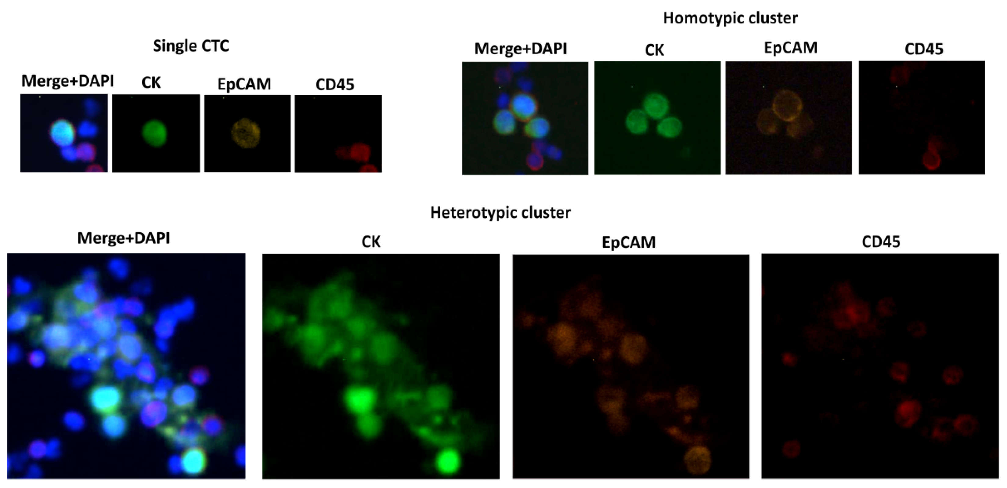 Ijtm 01 00005 g001 Ijtm 01 00005 g001