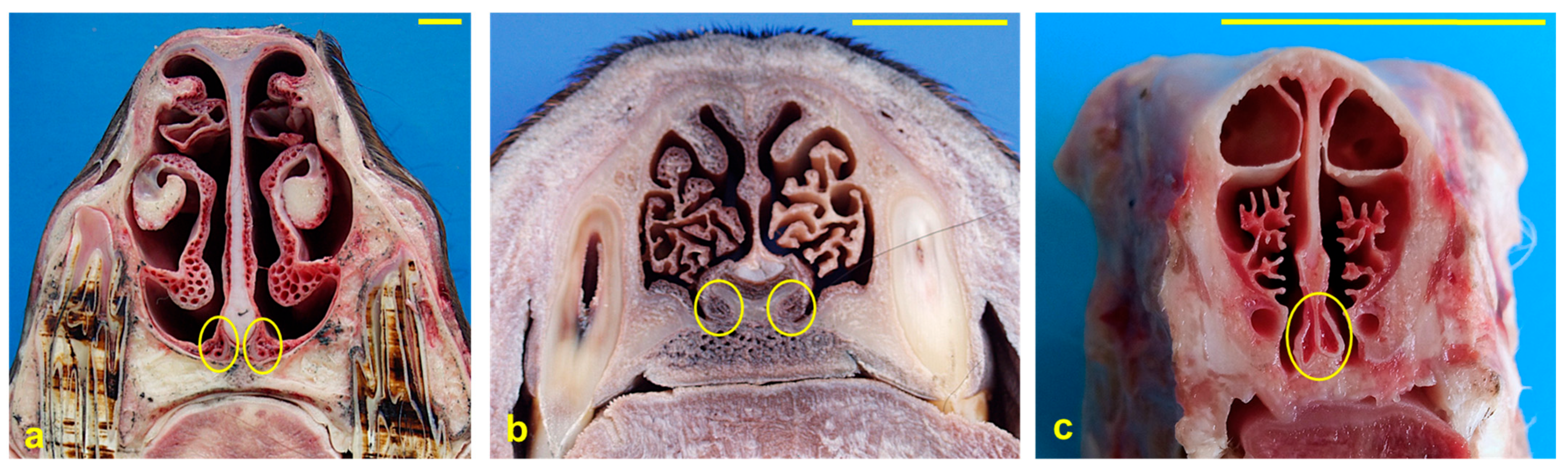 Ime 04 00034 g001 Ime 04 00034 g001