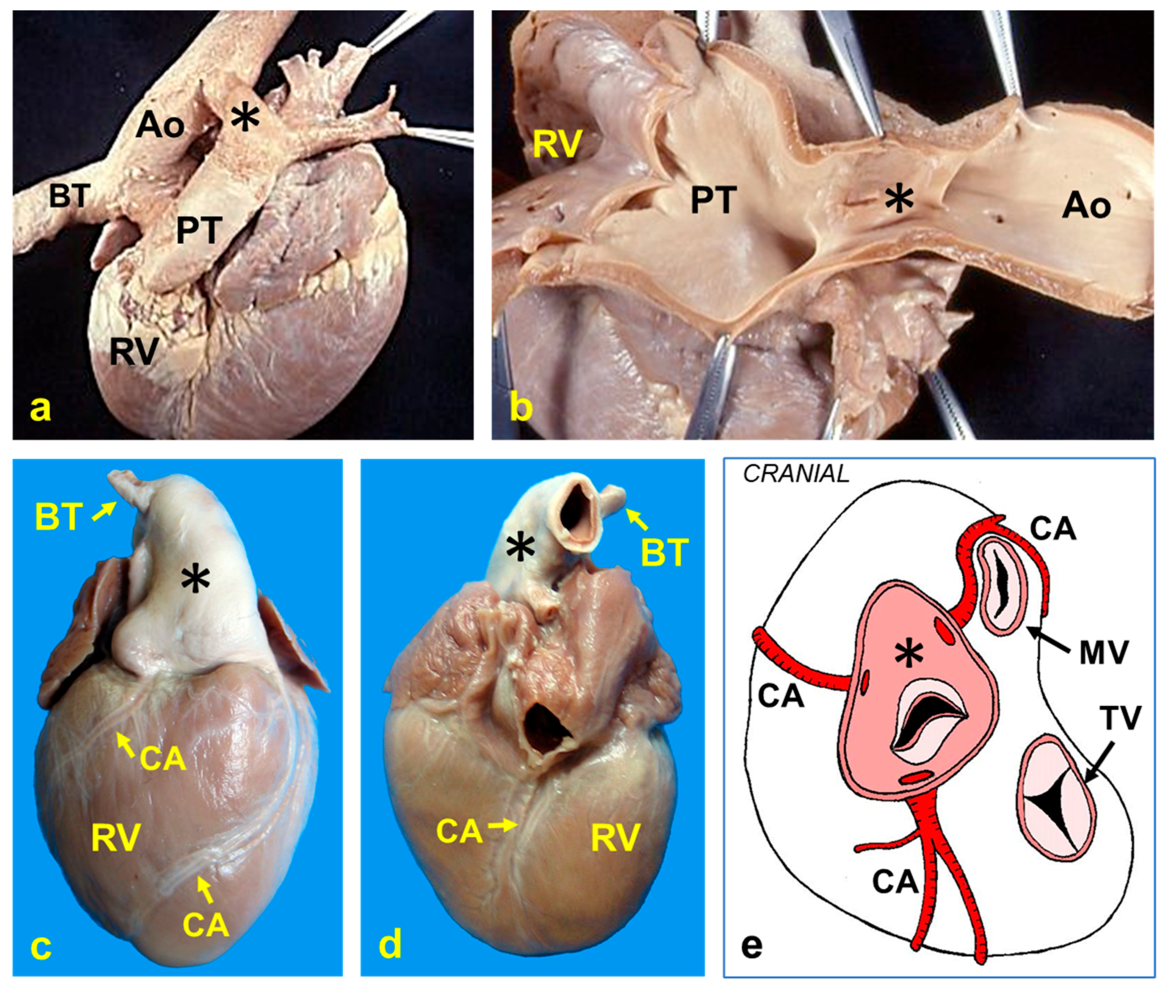 Ime 04 00034 g002 Ime 04 00034 g002