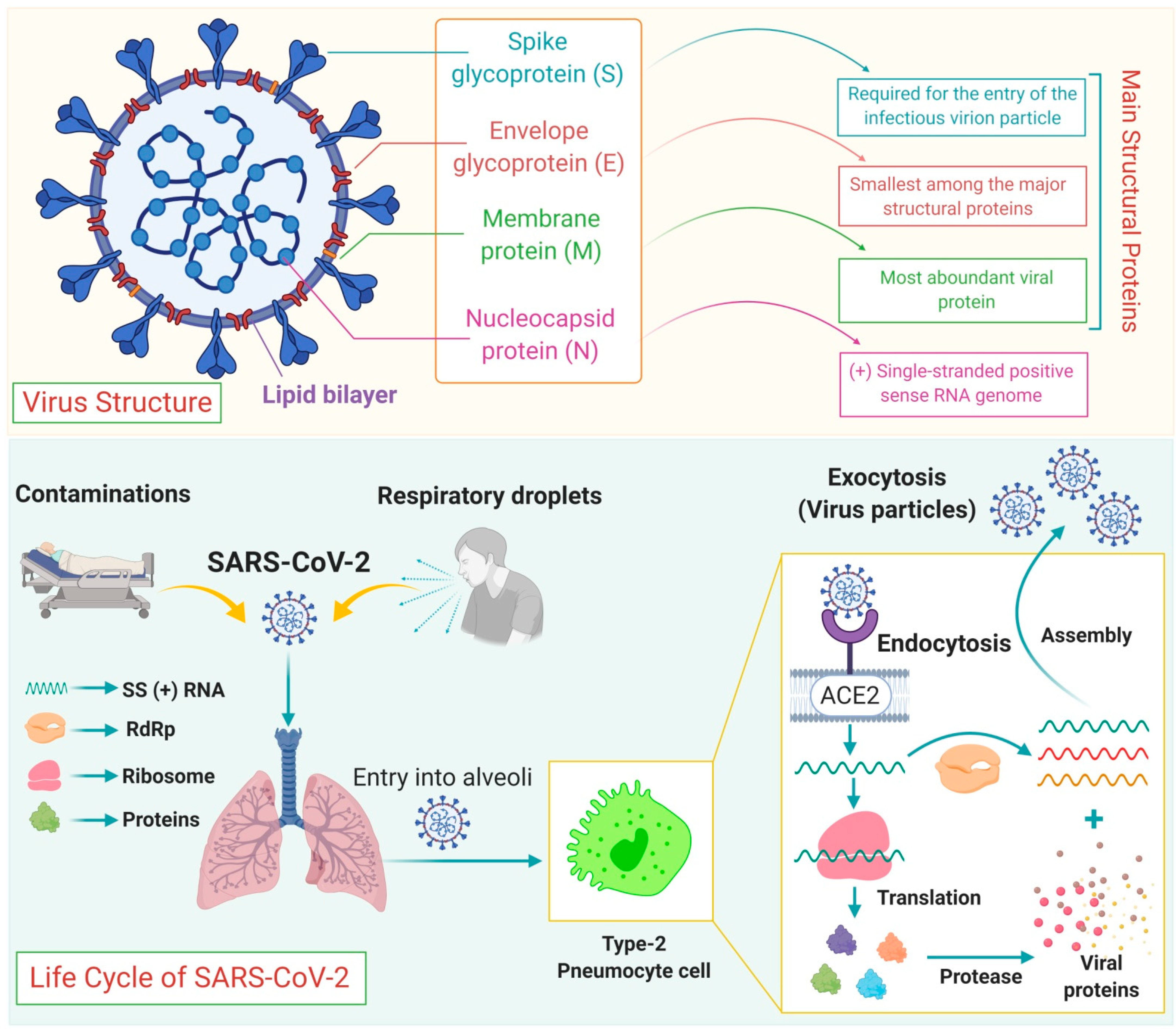 Immuno 01 00004 g002 Immuno 01 00004 g002