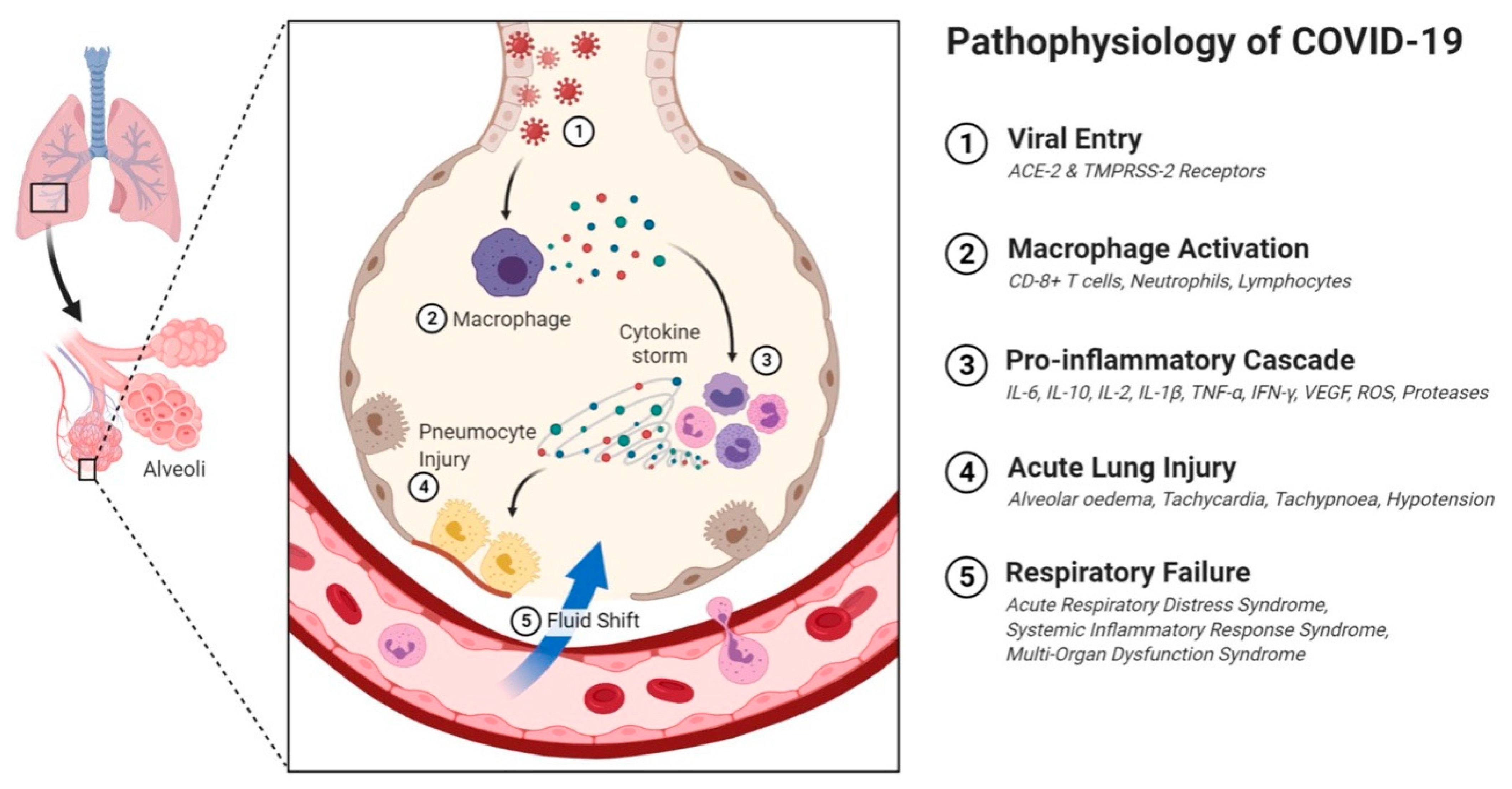 Immuno 01 00004 g003 Immuno 01 00004 g003