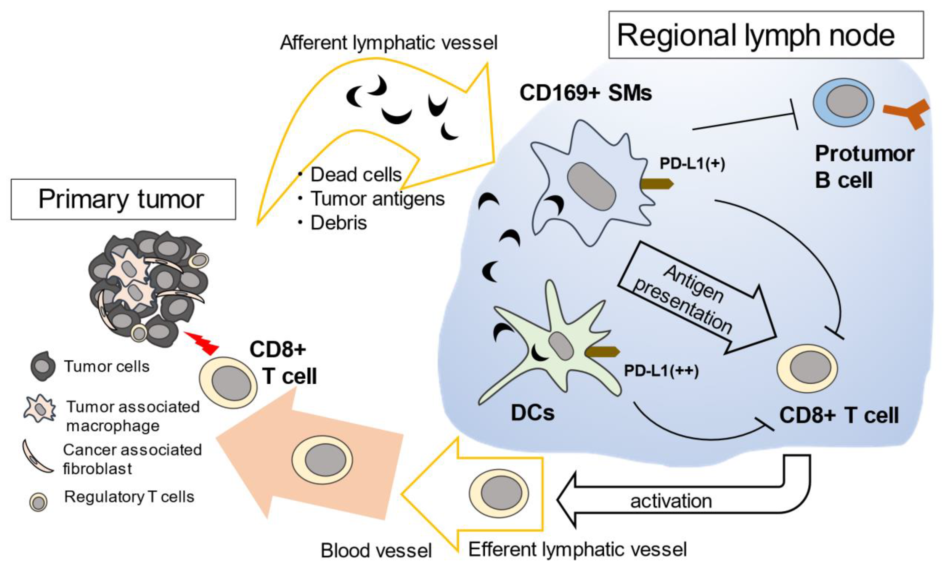 Immuno 01 00014 g003